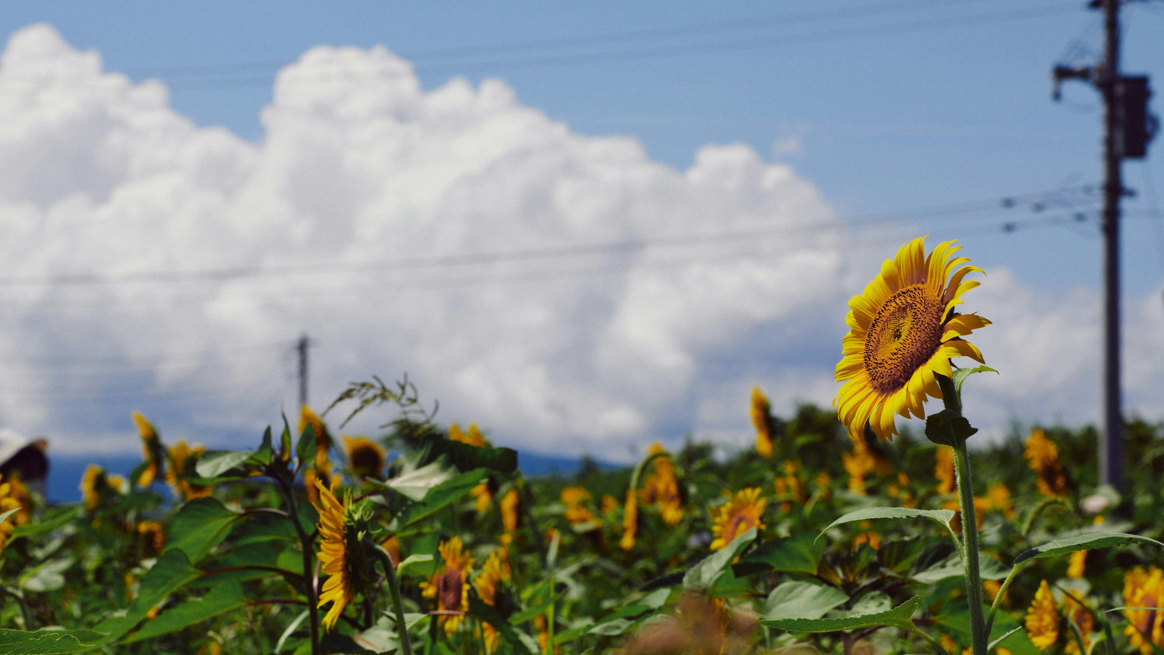 Eine schöne Landschaft mit blühenden Sonnenblumen unter einem blauen Himmel