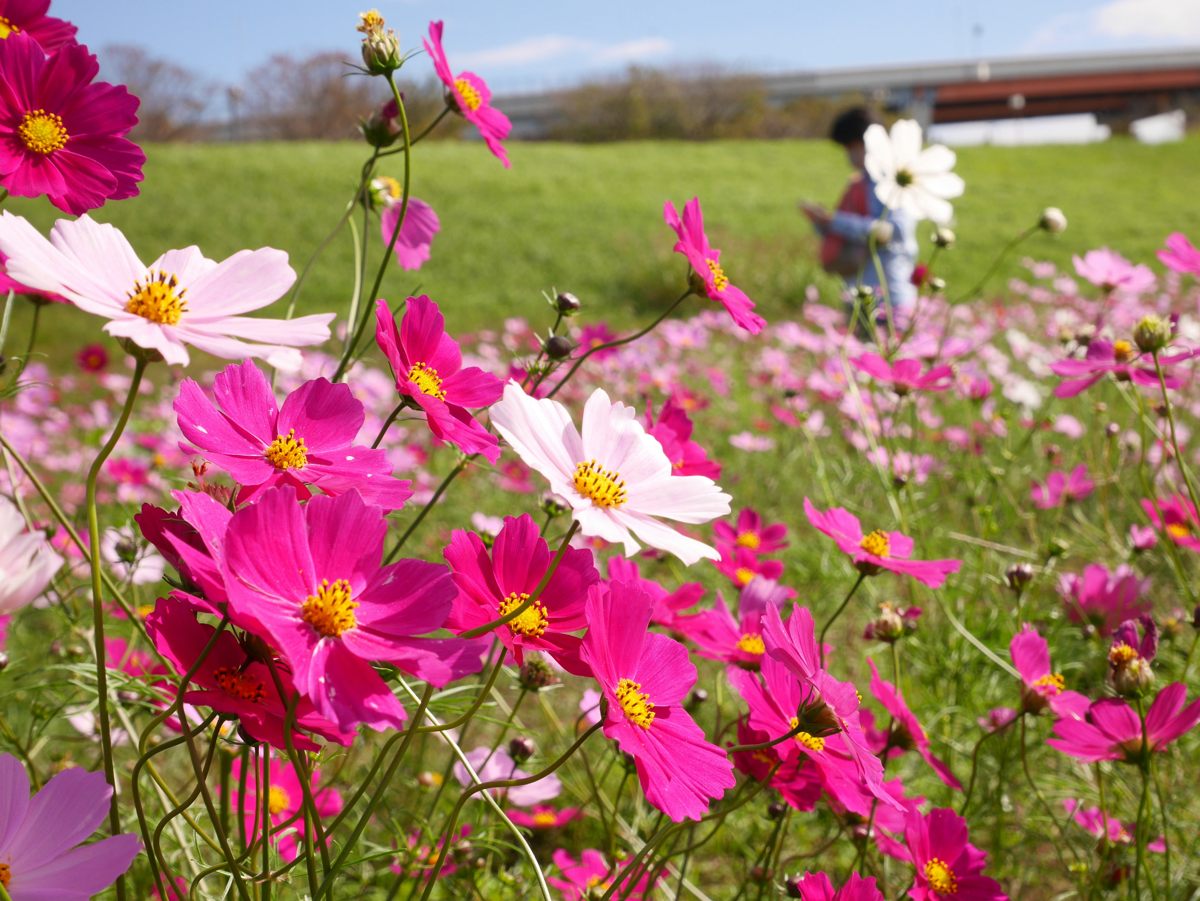 Lebendige Kosmosblumen in Rosa und Weiß mit einer Person im Hintergrund