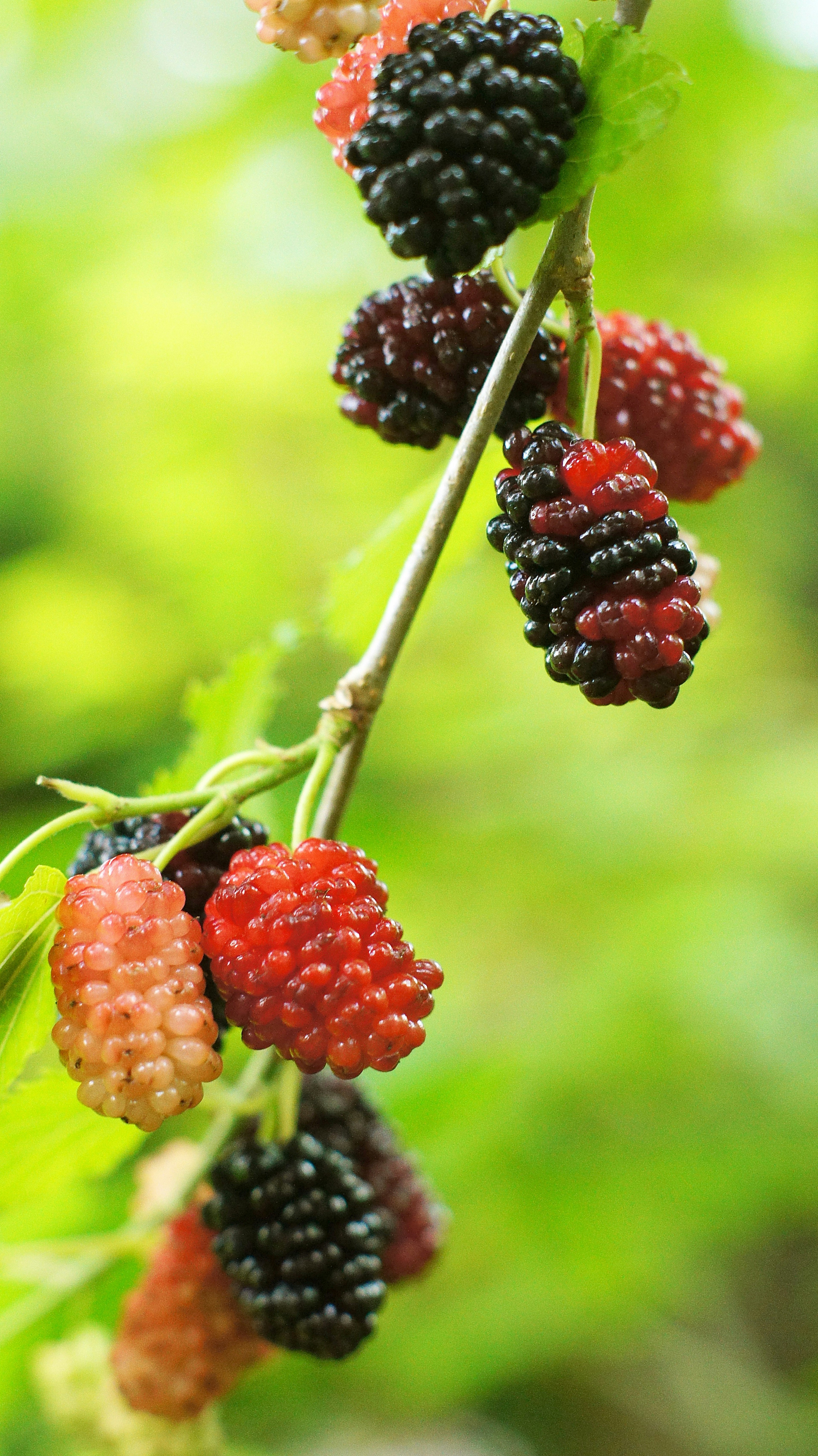 Bunte Maulbeeren hängen von einem Zweig vor grünem Hintergrund