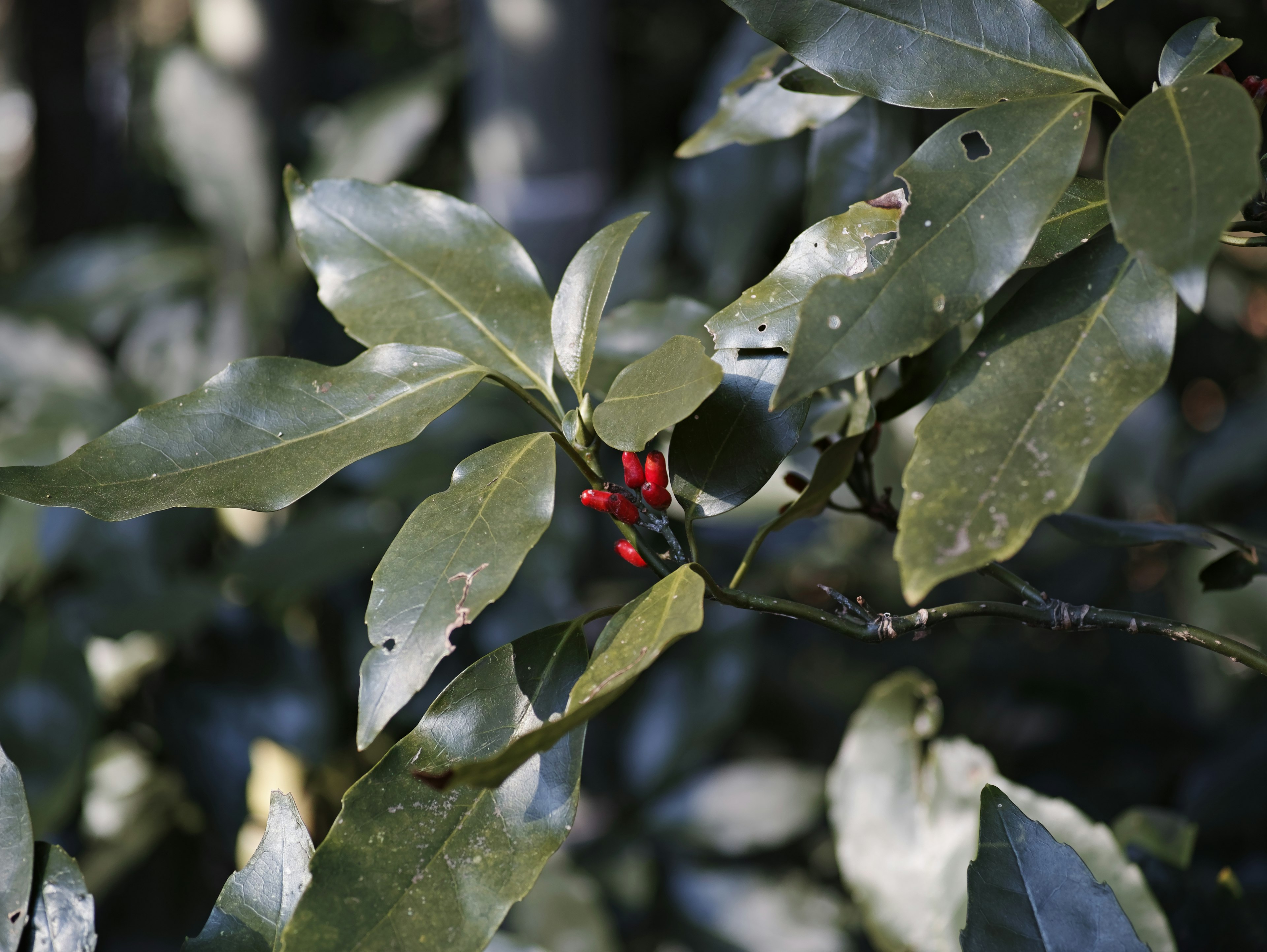 Gros plan d'une plante avec des feuilles vertes et des baies rouges