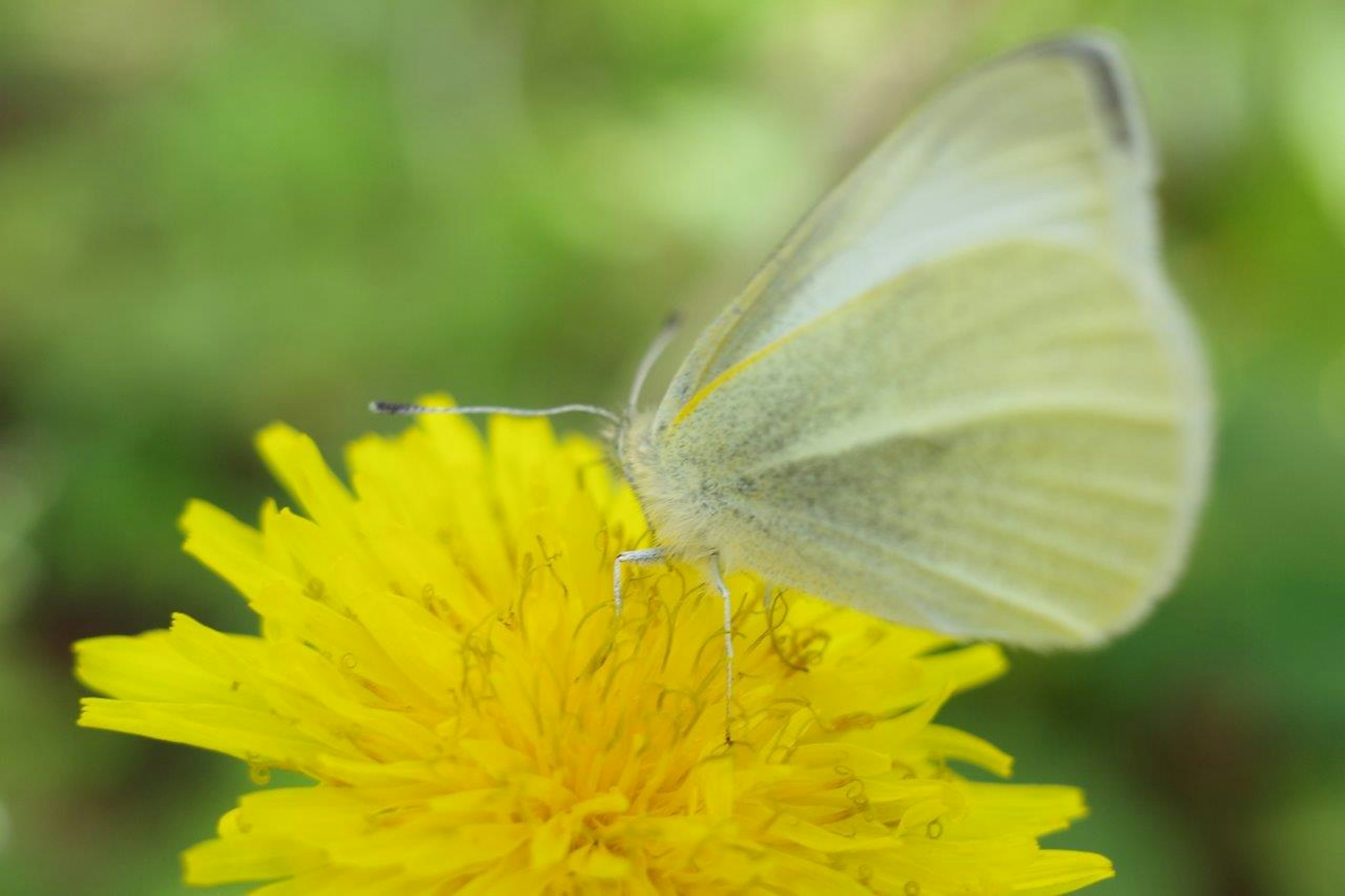 Farfalla bianca che si posa su un fiore di dente di leone giallo