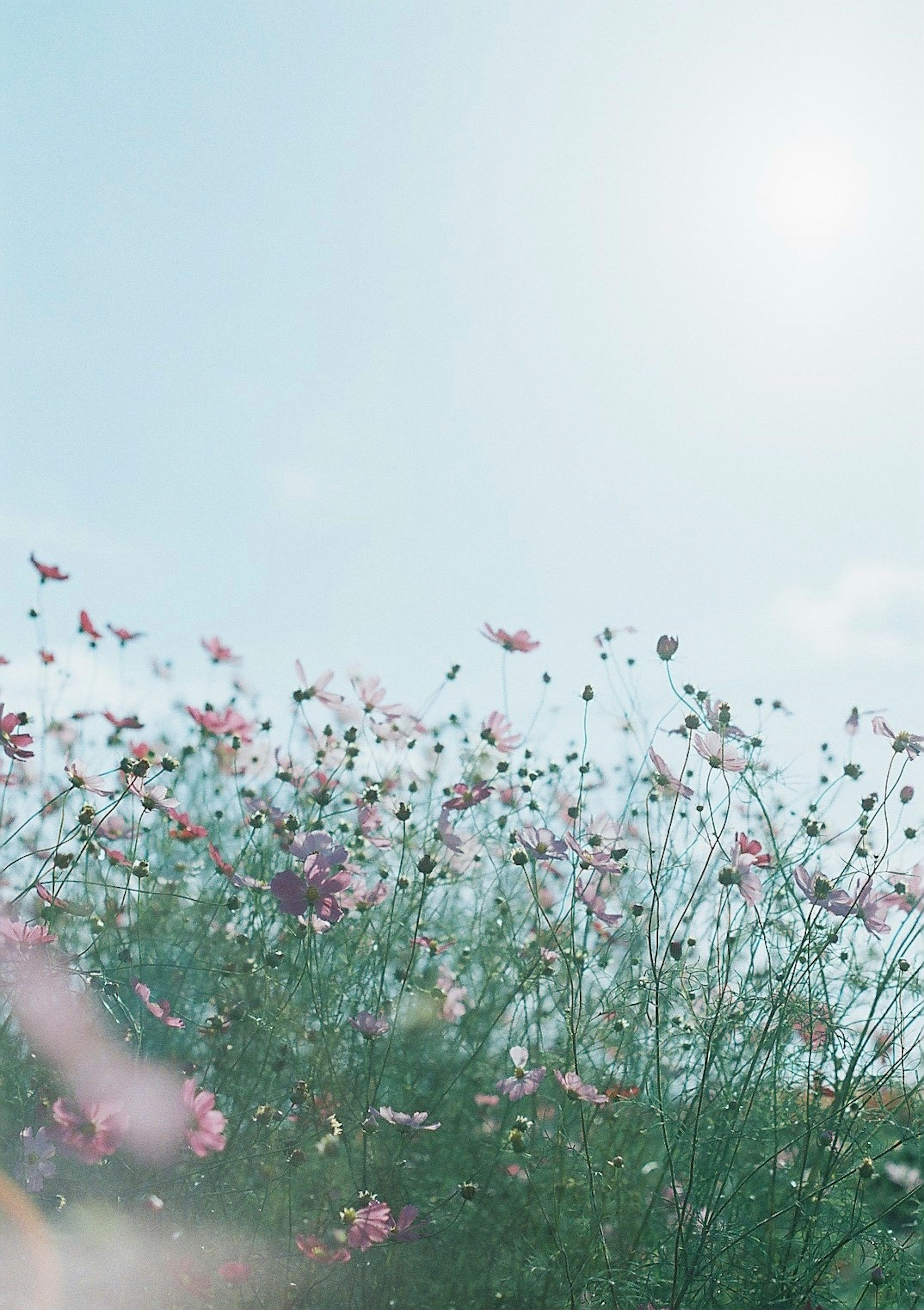 青空の下で咲くピンクの花々と緑の草