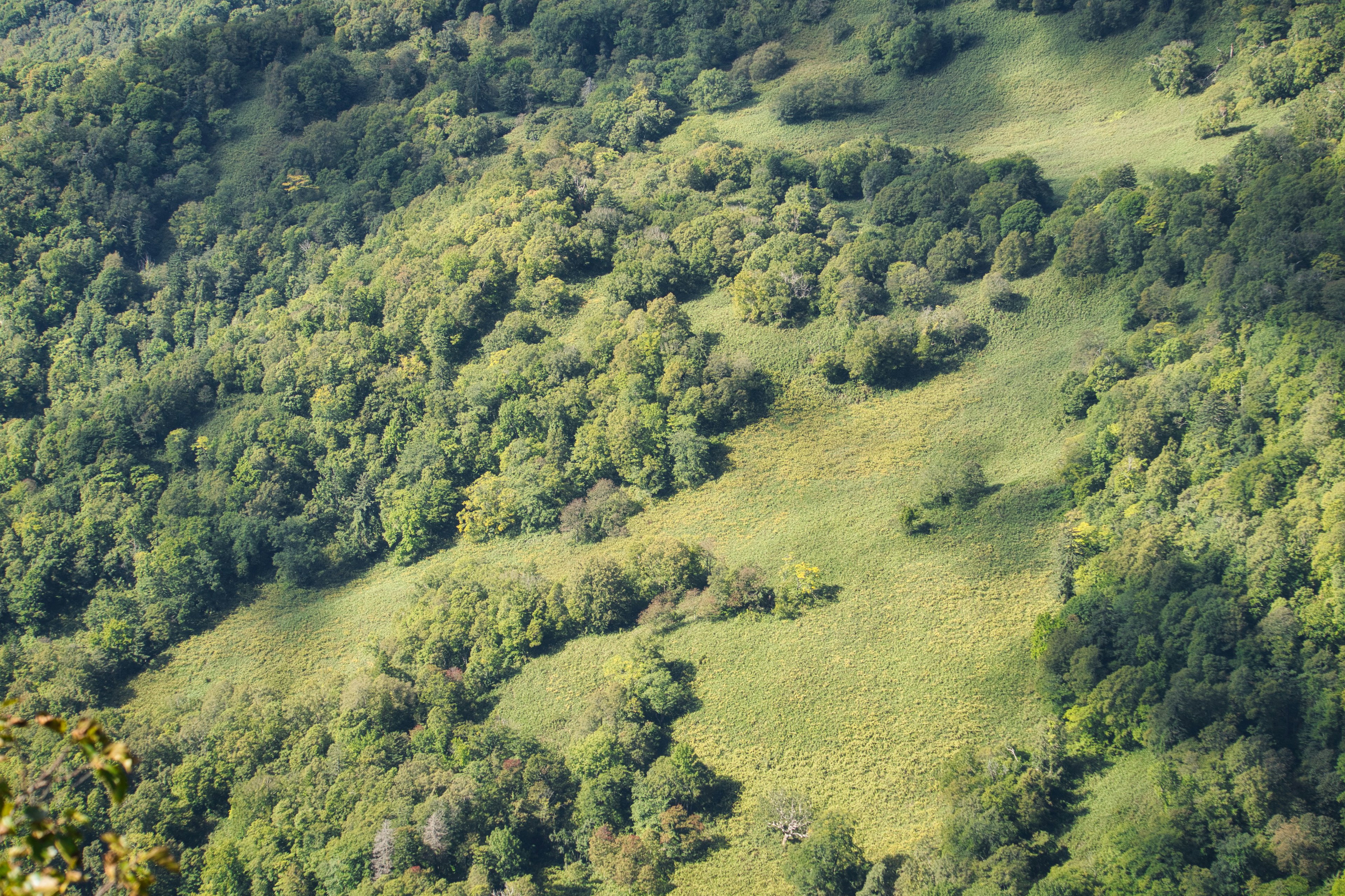 Un paesaggio con alberi verdi lussureggianti e un prato aperto