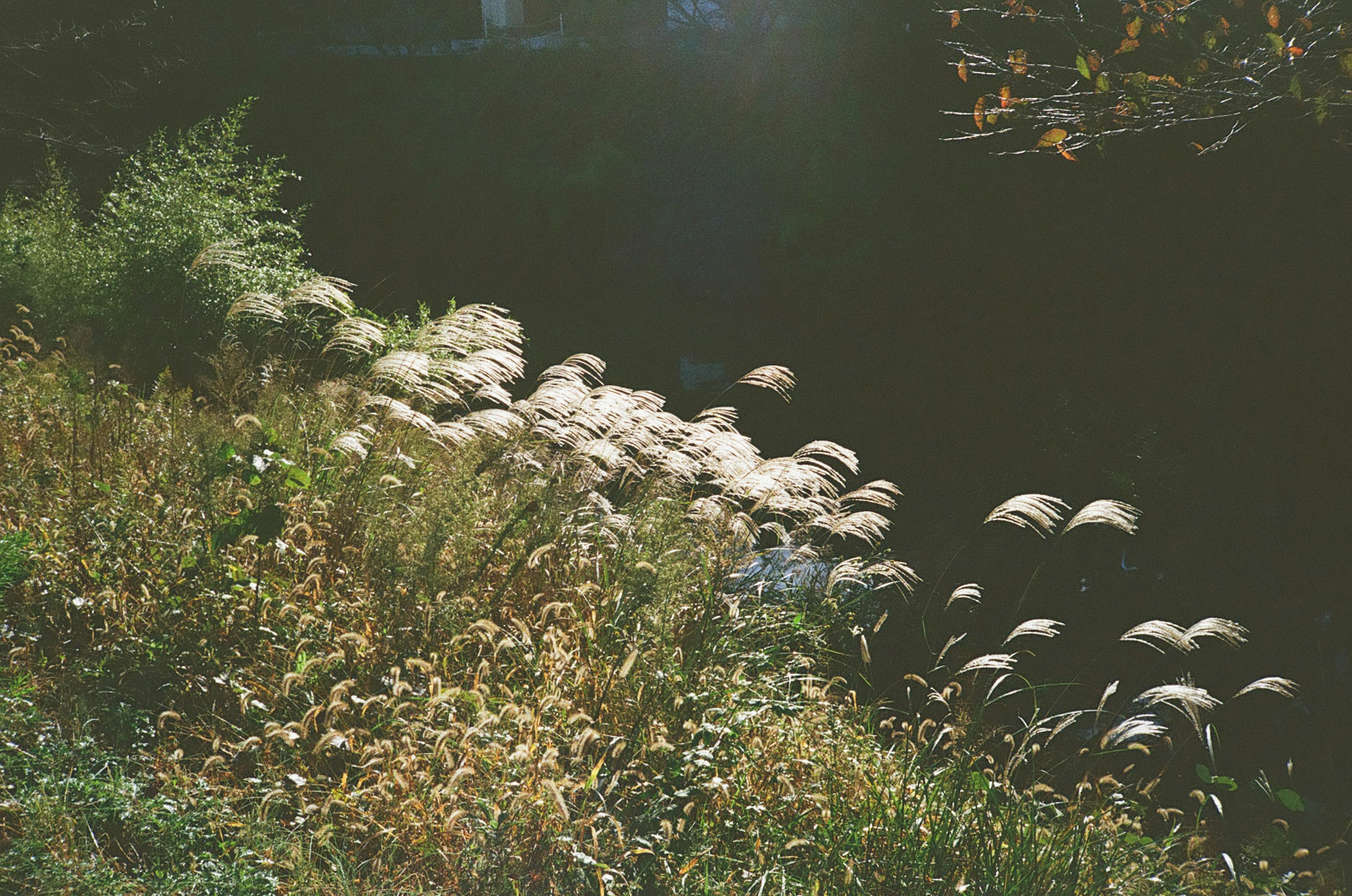 Paysage de fleurs et d'herbes au bord de la rivière avec une surface d'eau calme