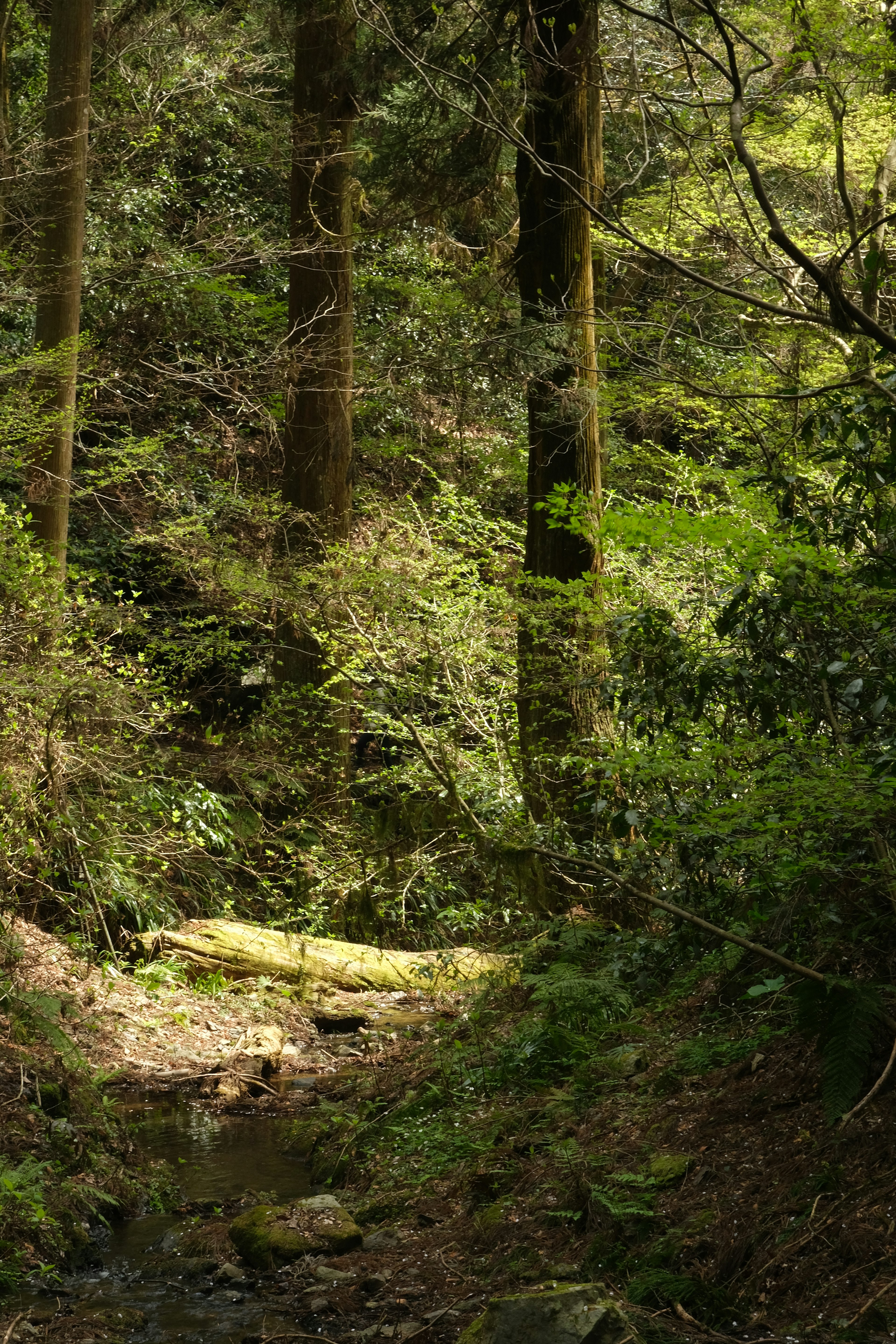 Üppiger Waldweg mit detaillierten Bäumen und Grünflächen