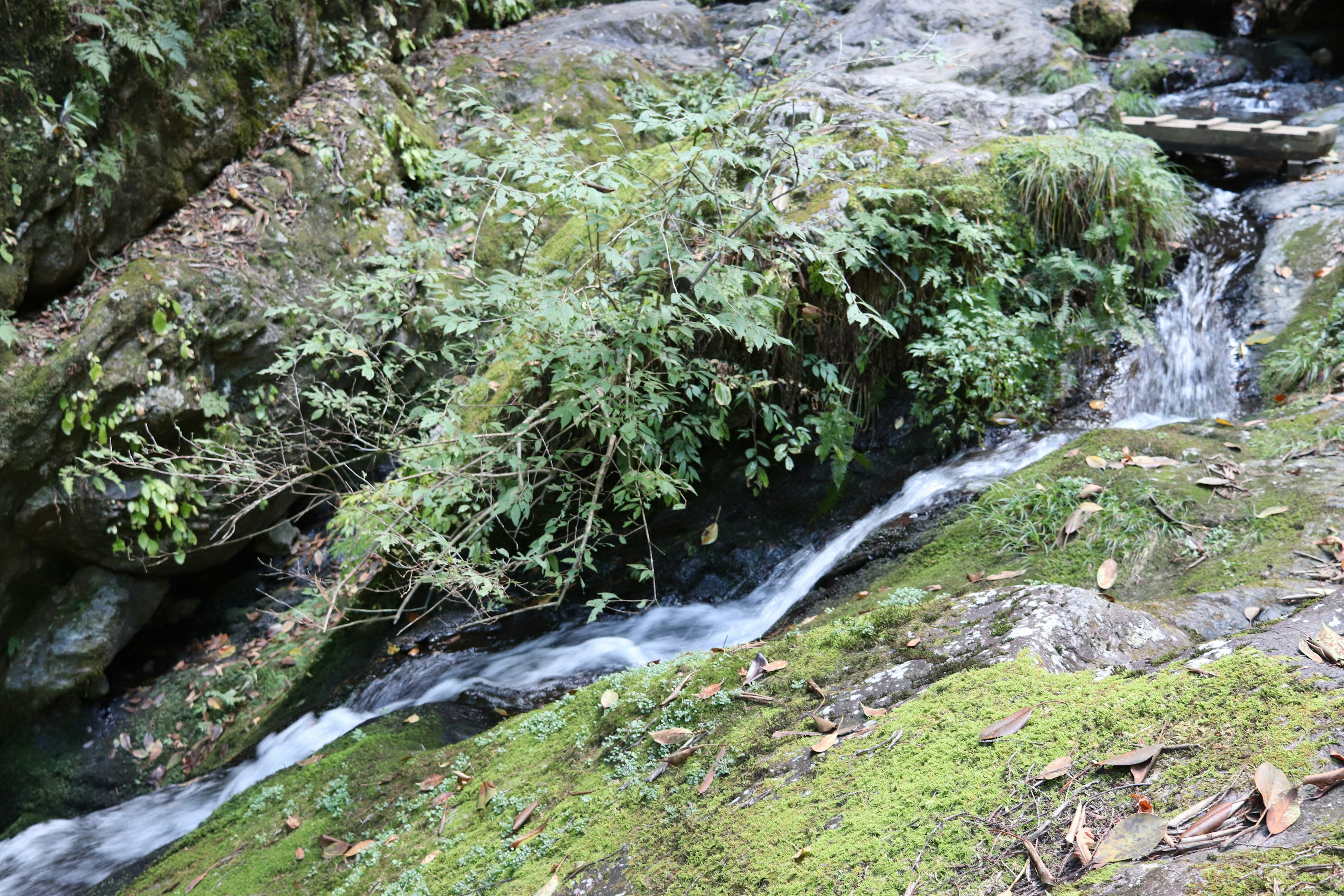 Close-up of a stream flowing over mossy rocks with lush greenery