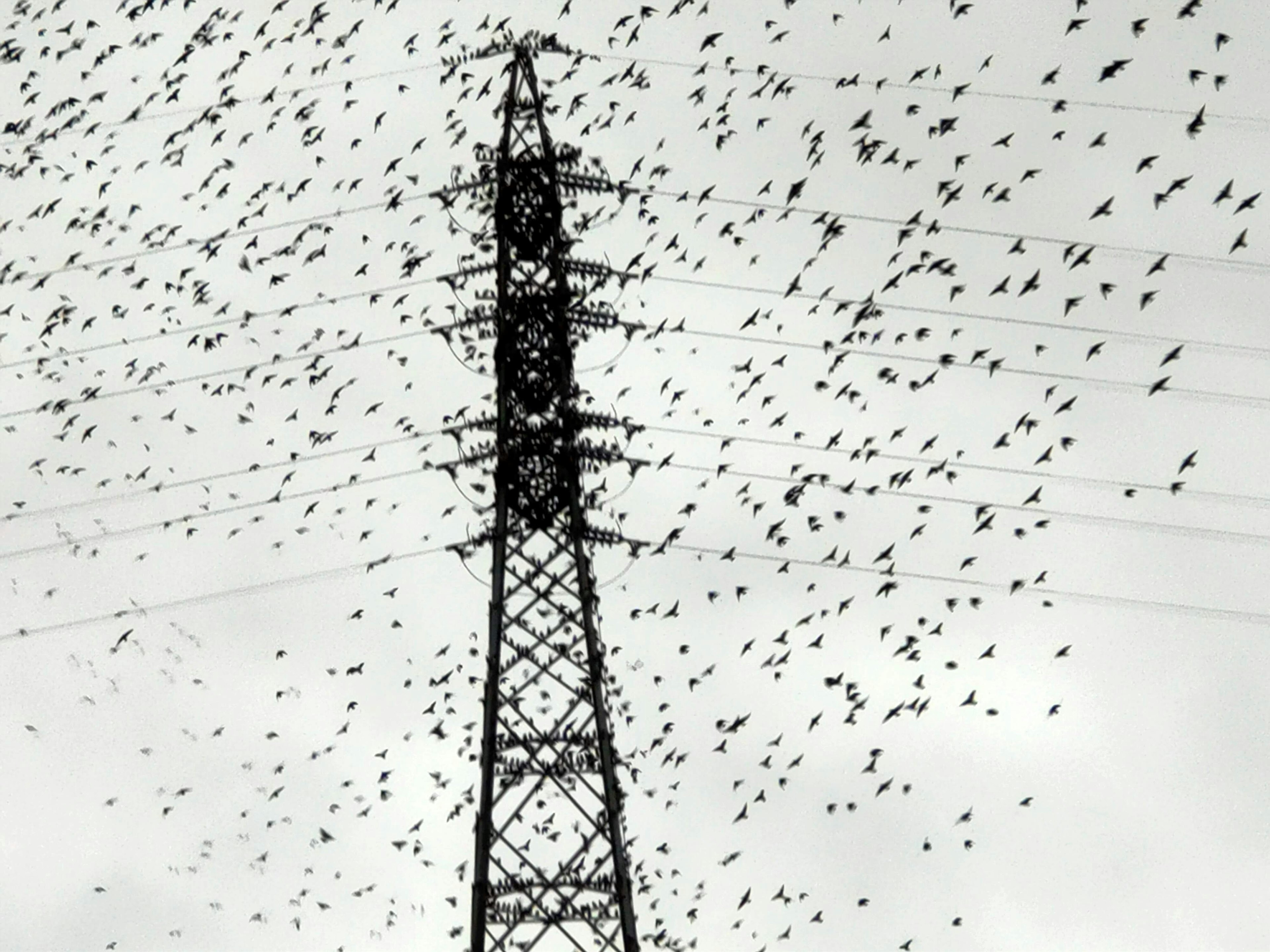 Ein Schwarm Vögel, der um einen Strommast fliegt