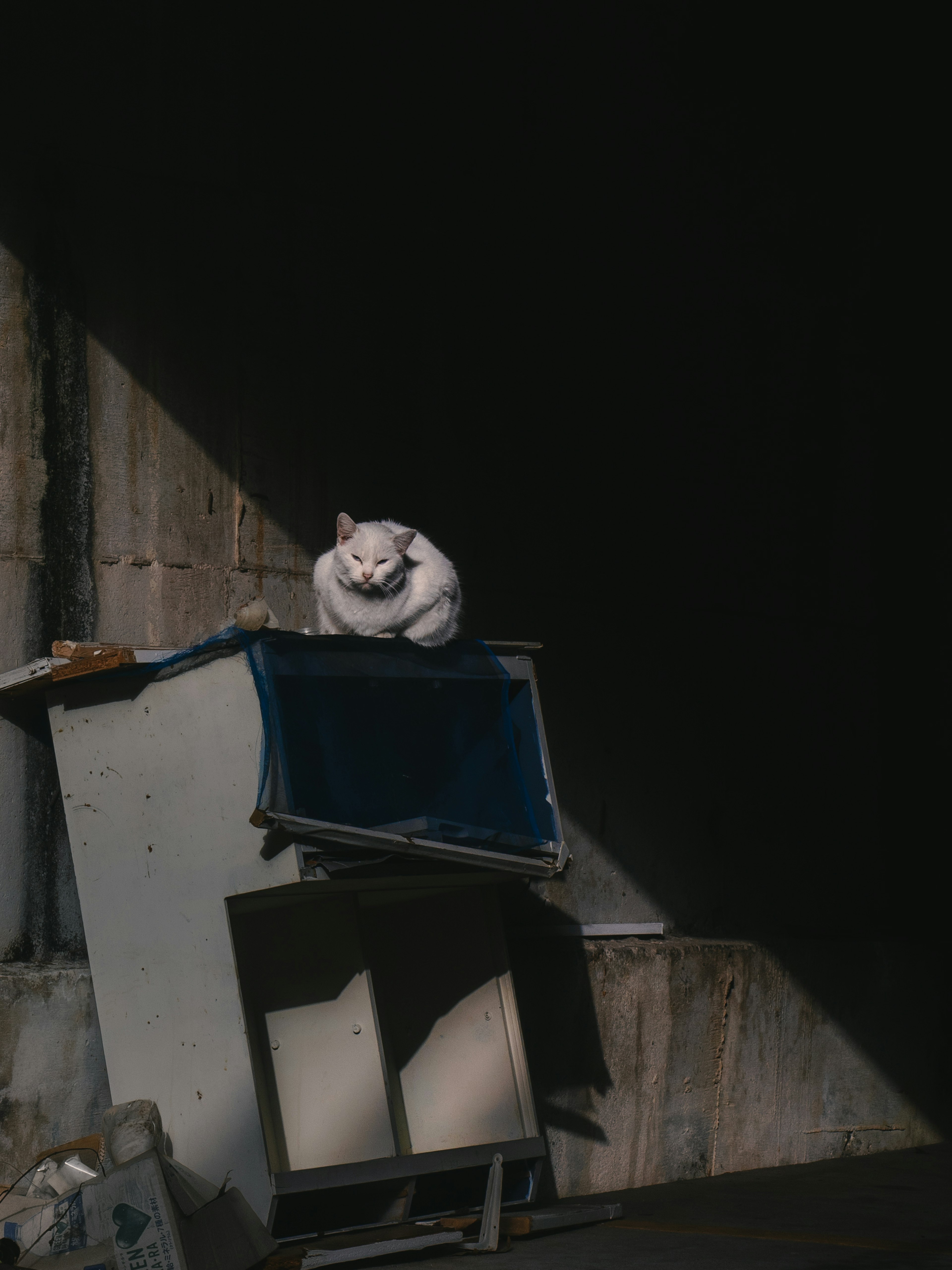 A white cat curled up on a blue fabric atop a cabinet in a dark setting