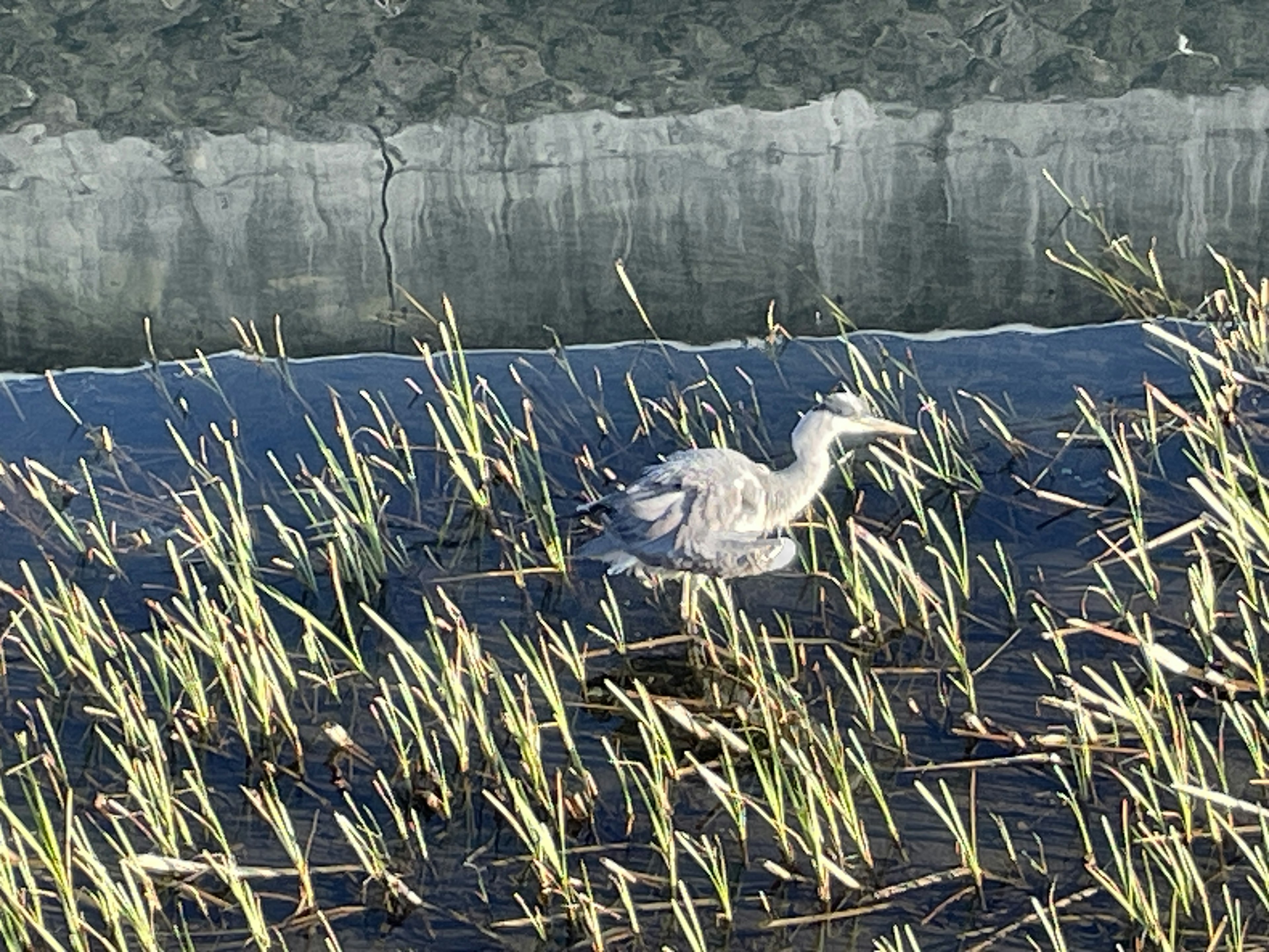 Un uccello grigio che cammina tra l'erba alta vicino all'acqua