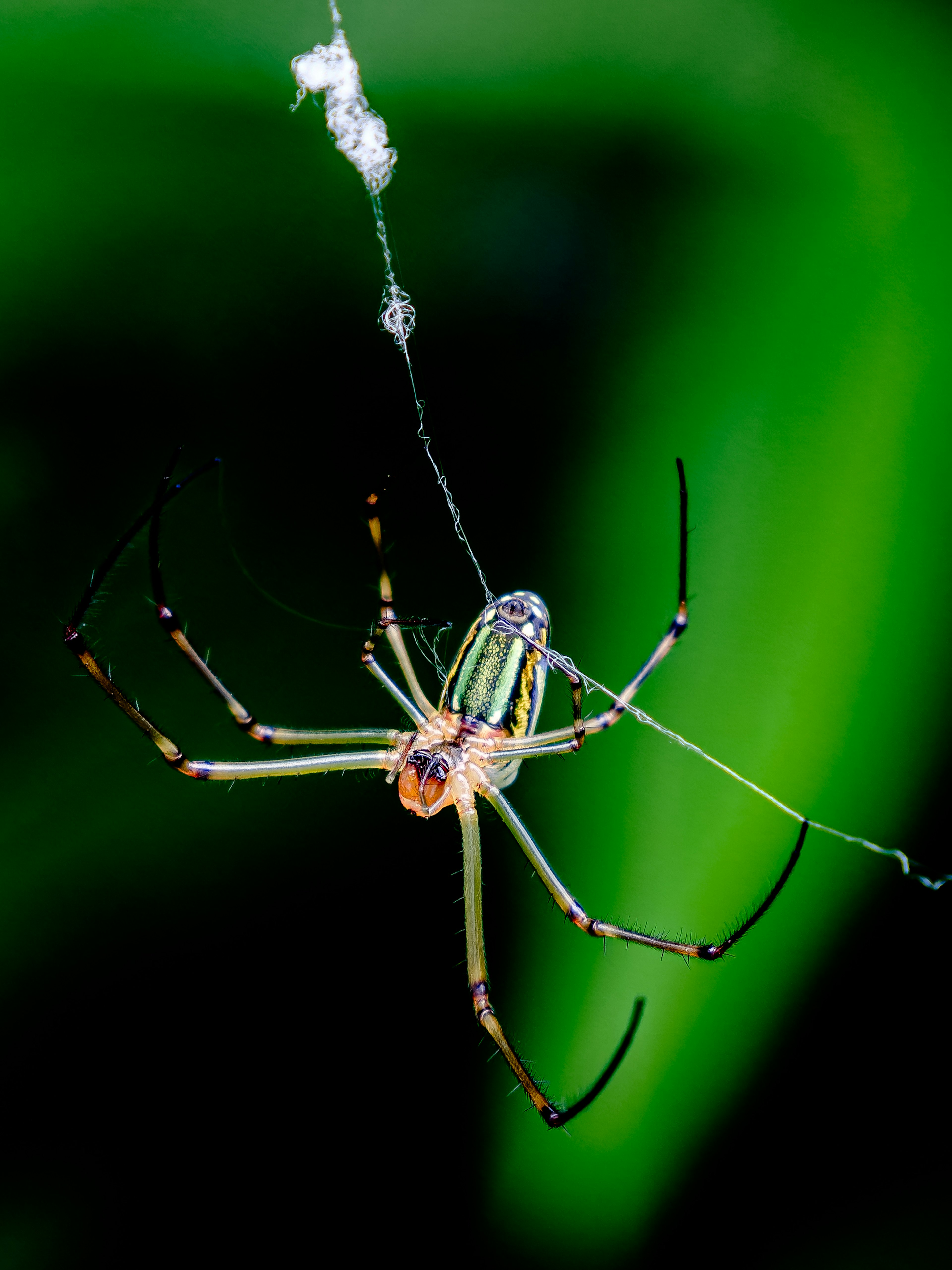 Gros plan d'une araignée sur une toile avec un fond vert