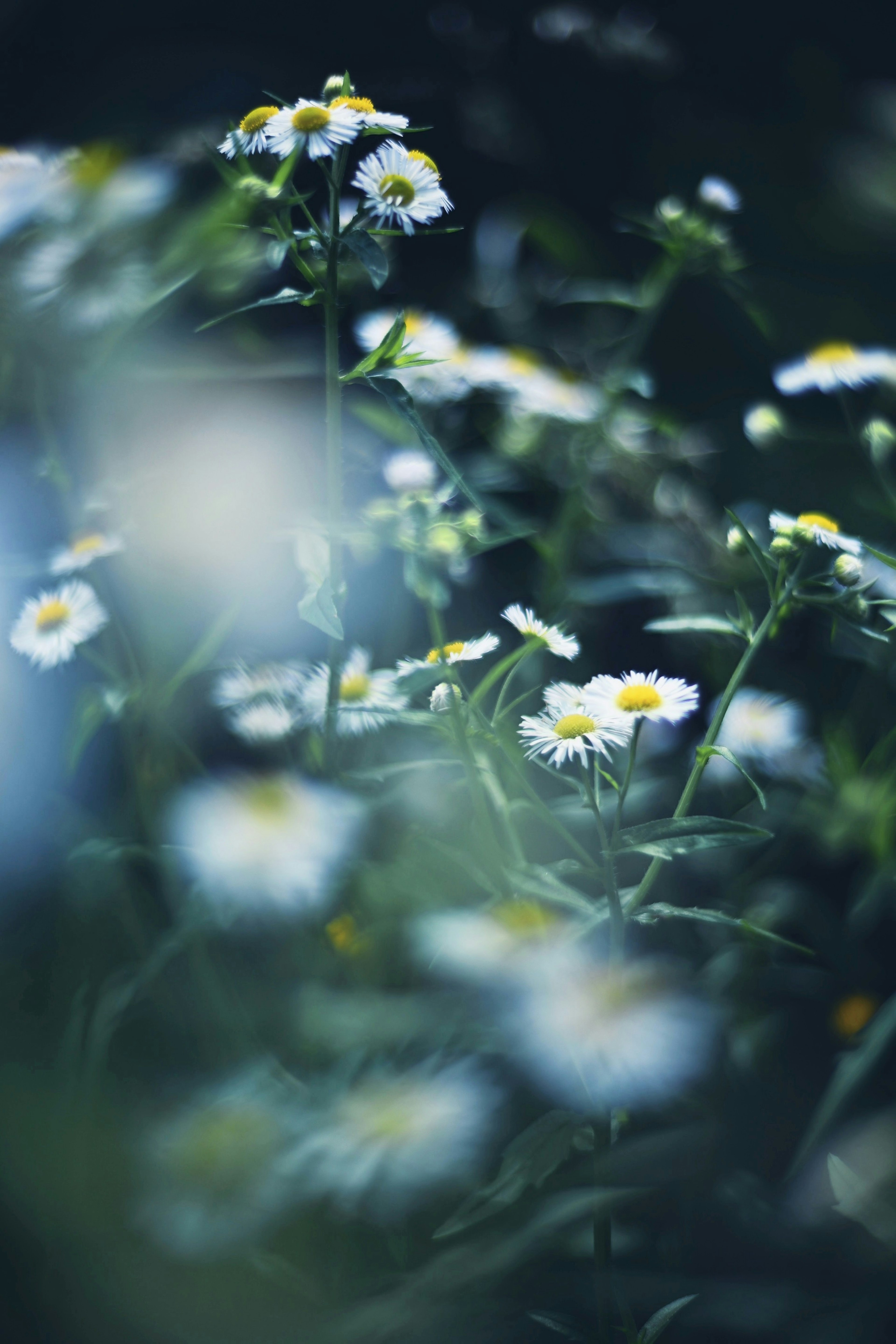 Soft-focused image of white flowers blooming against a blue background