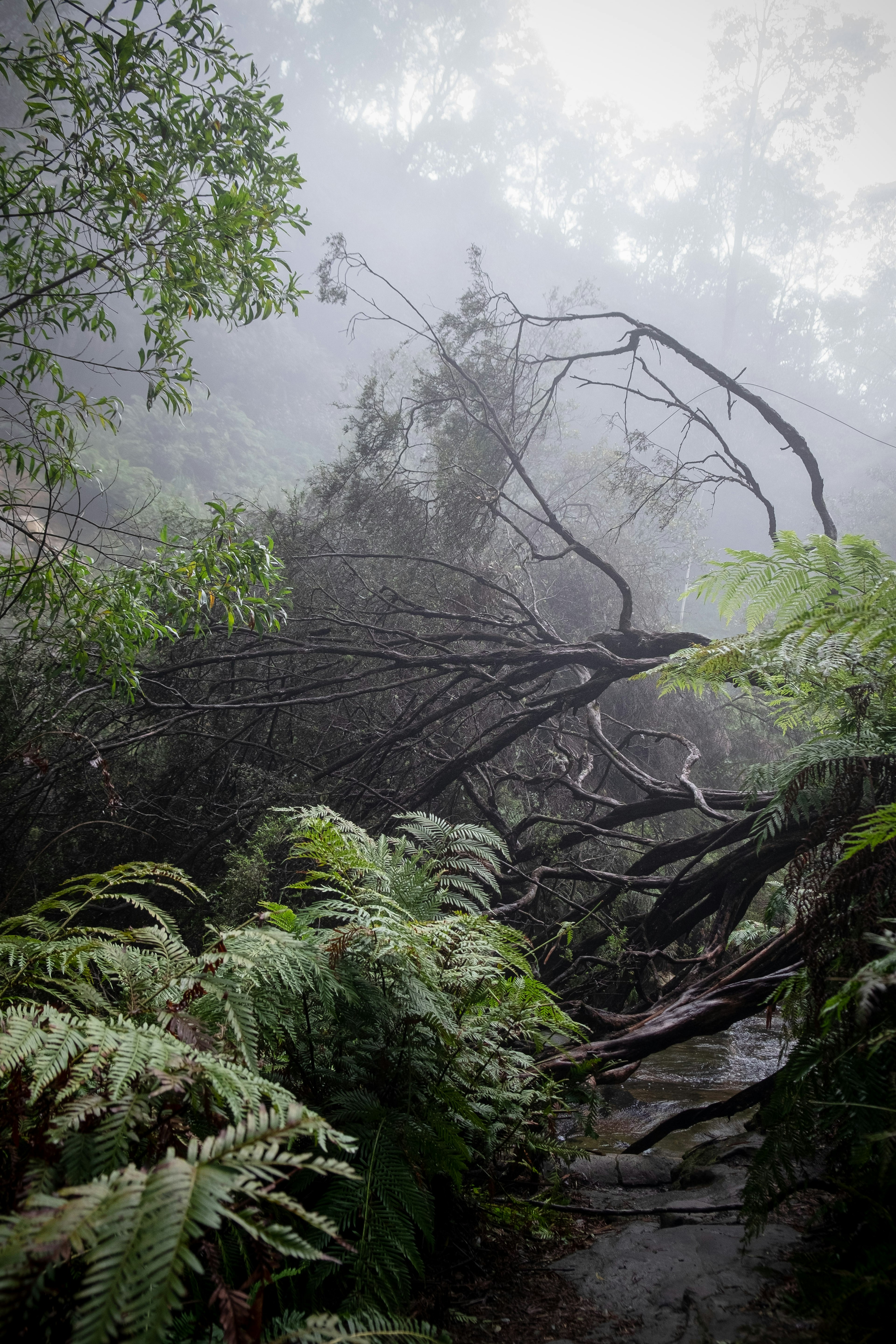 Una scena di foresta nebbiosa con alberi caduti e felci lussureggianti