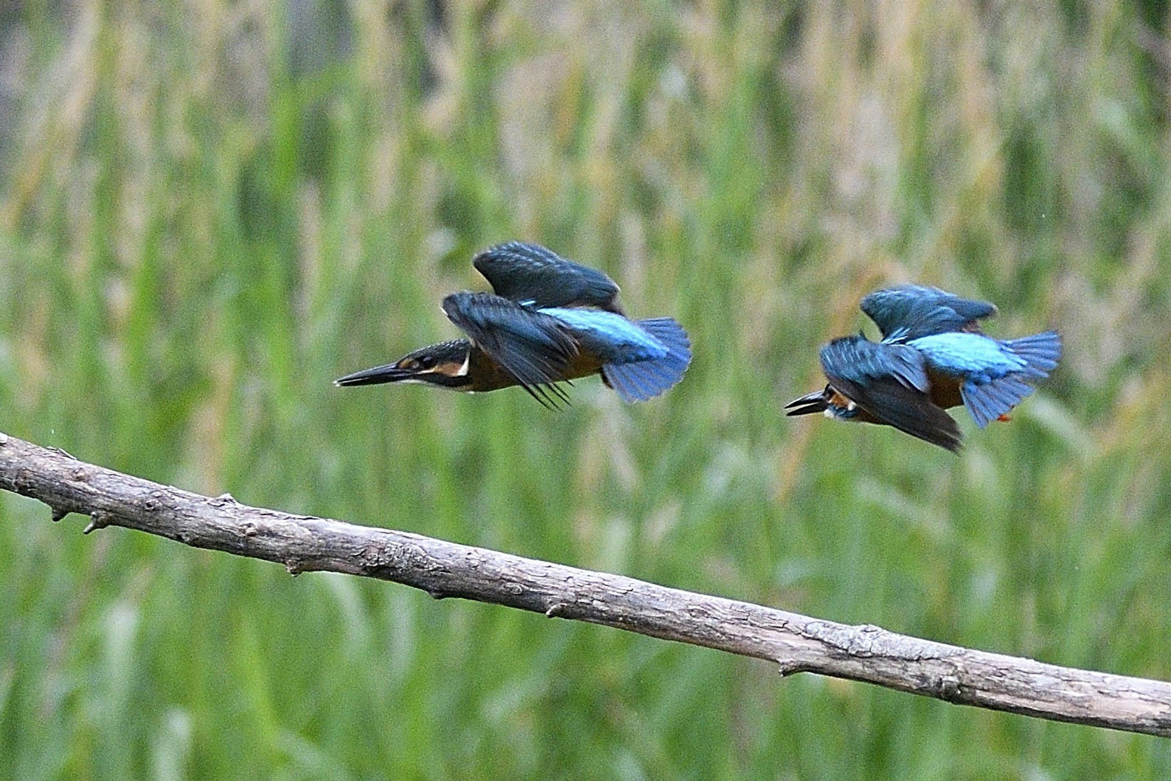 Zwei schöne Eisvögel fliegen vor einem grünen Hintergrund und zeigen ihre blauen Federn