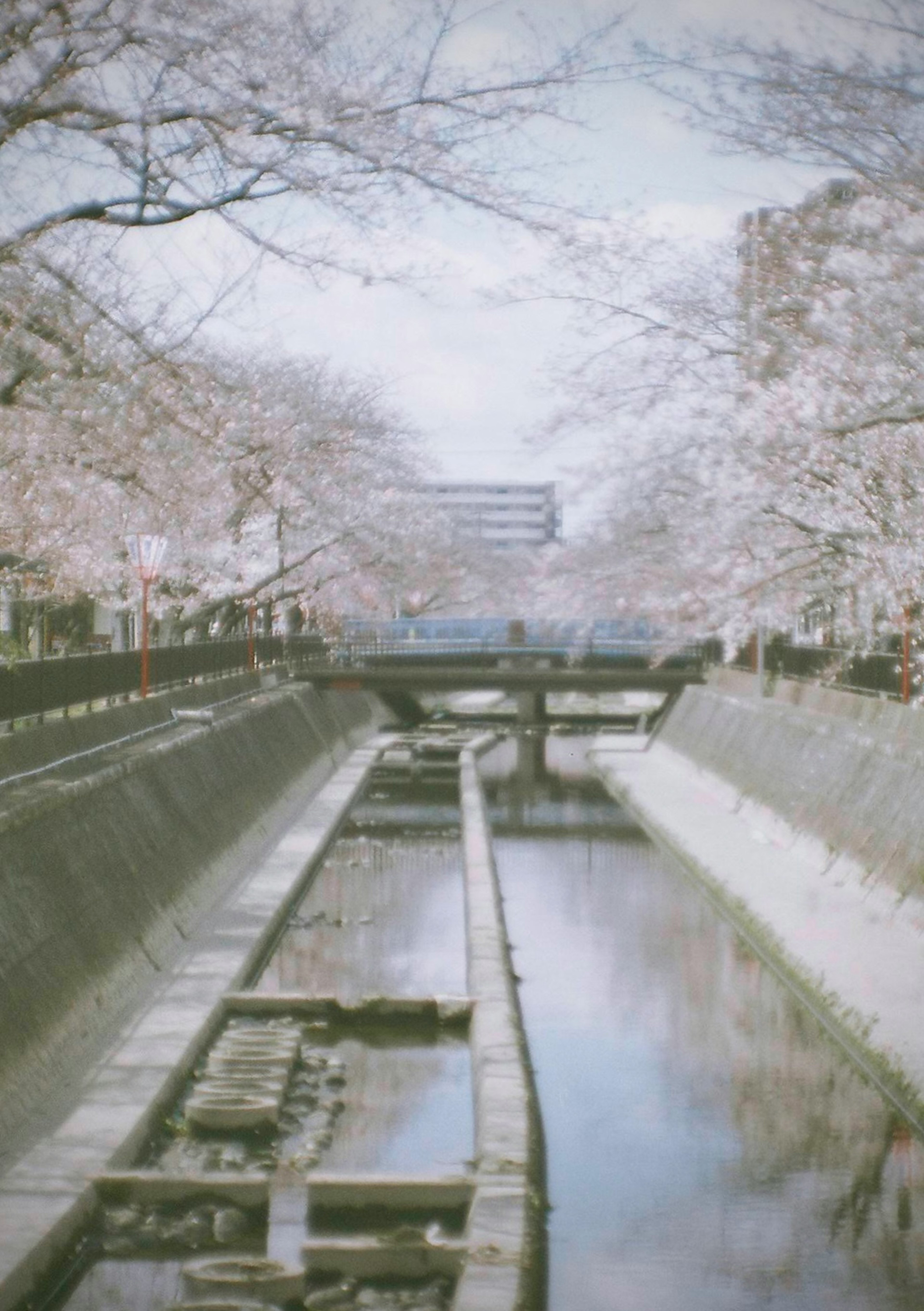 Scenic view of a canal lined with cherry blossom trees and a bridge