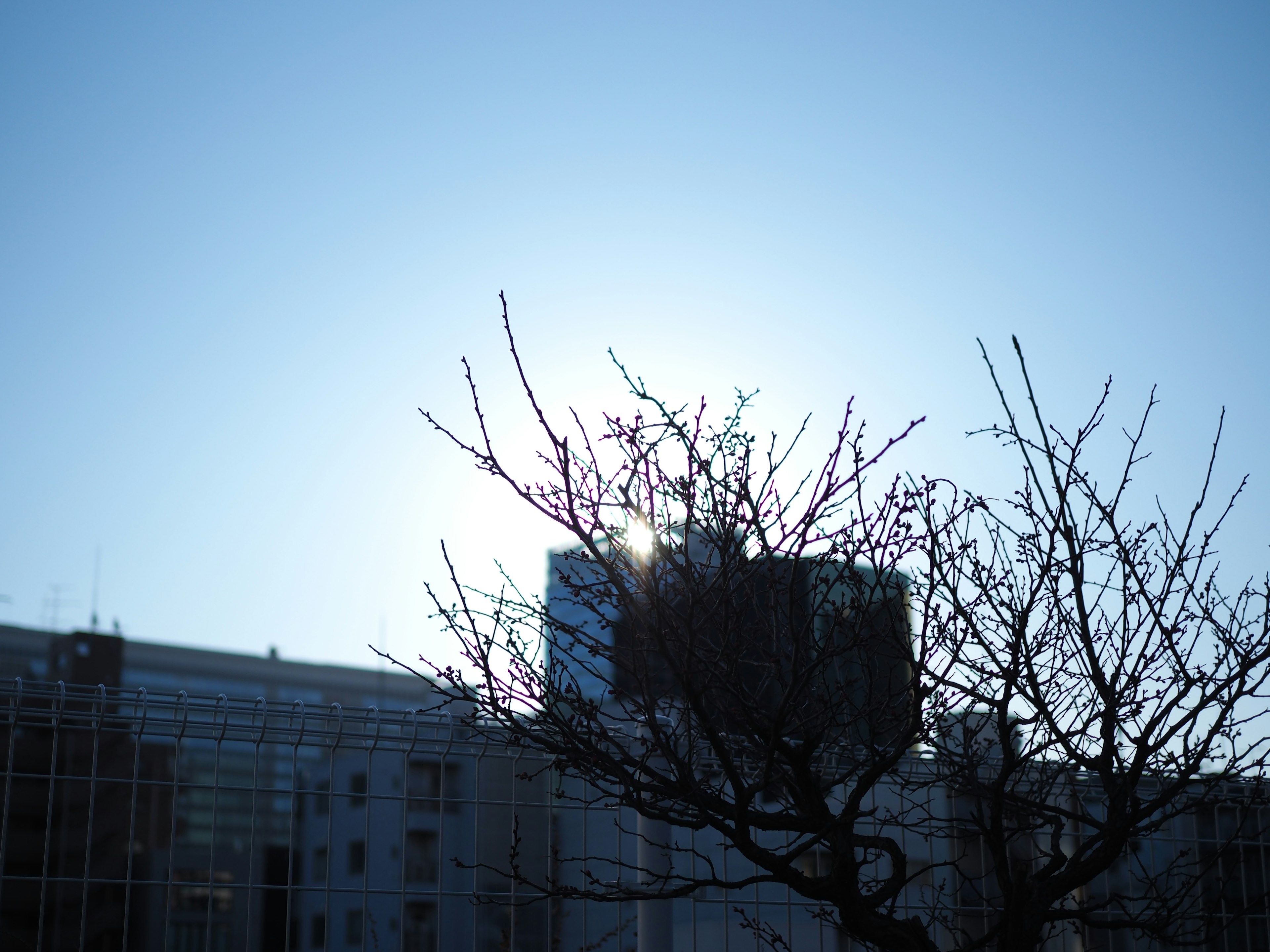 青空の下に silhouetted な木と建物が見える