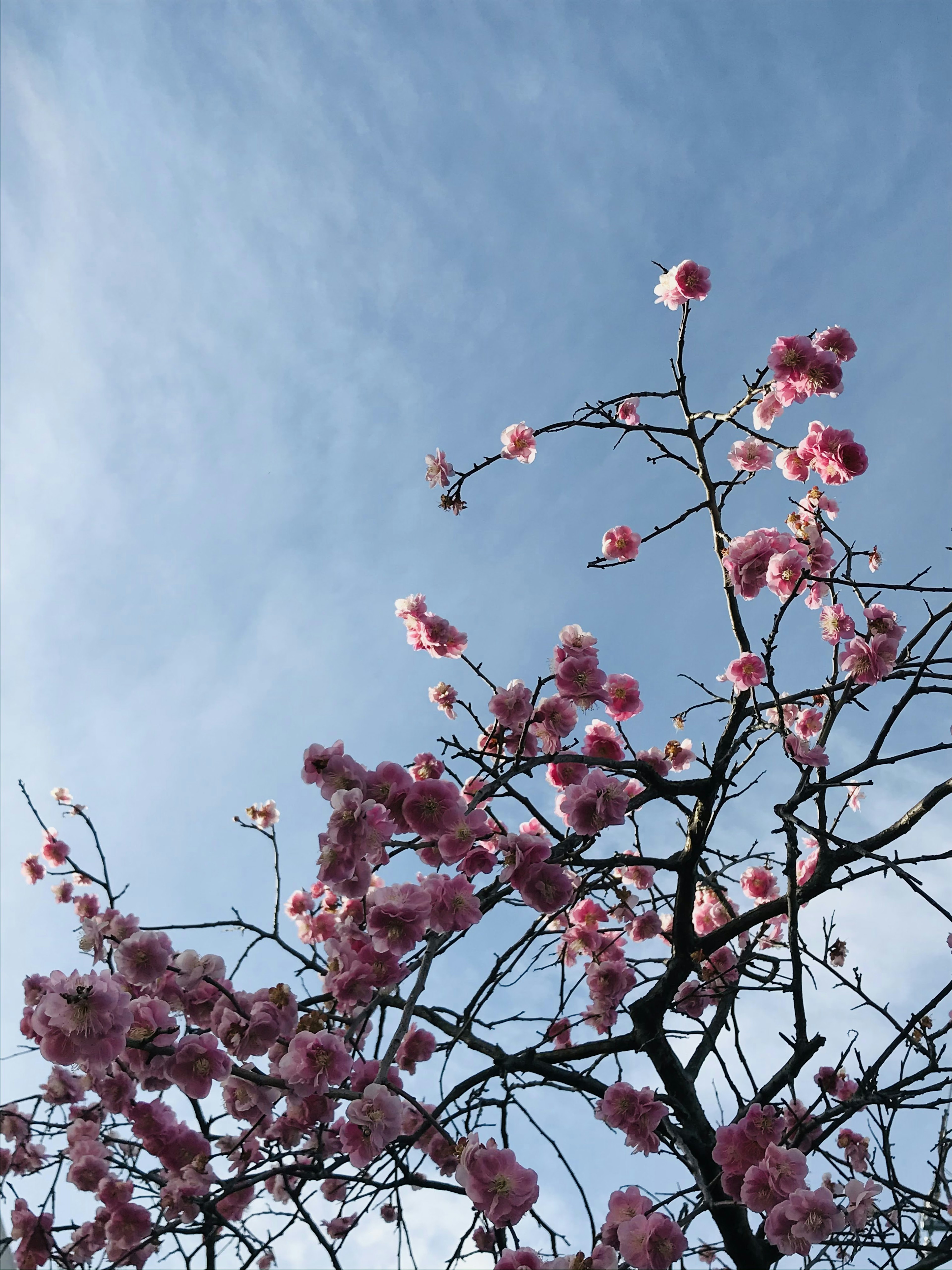 Branches with pink flowers against a blue sky