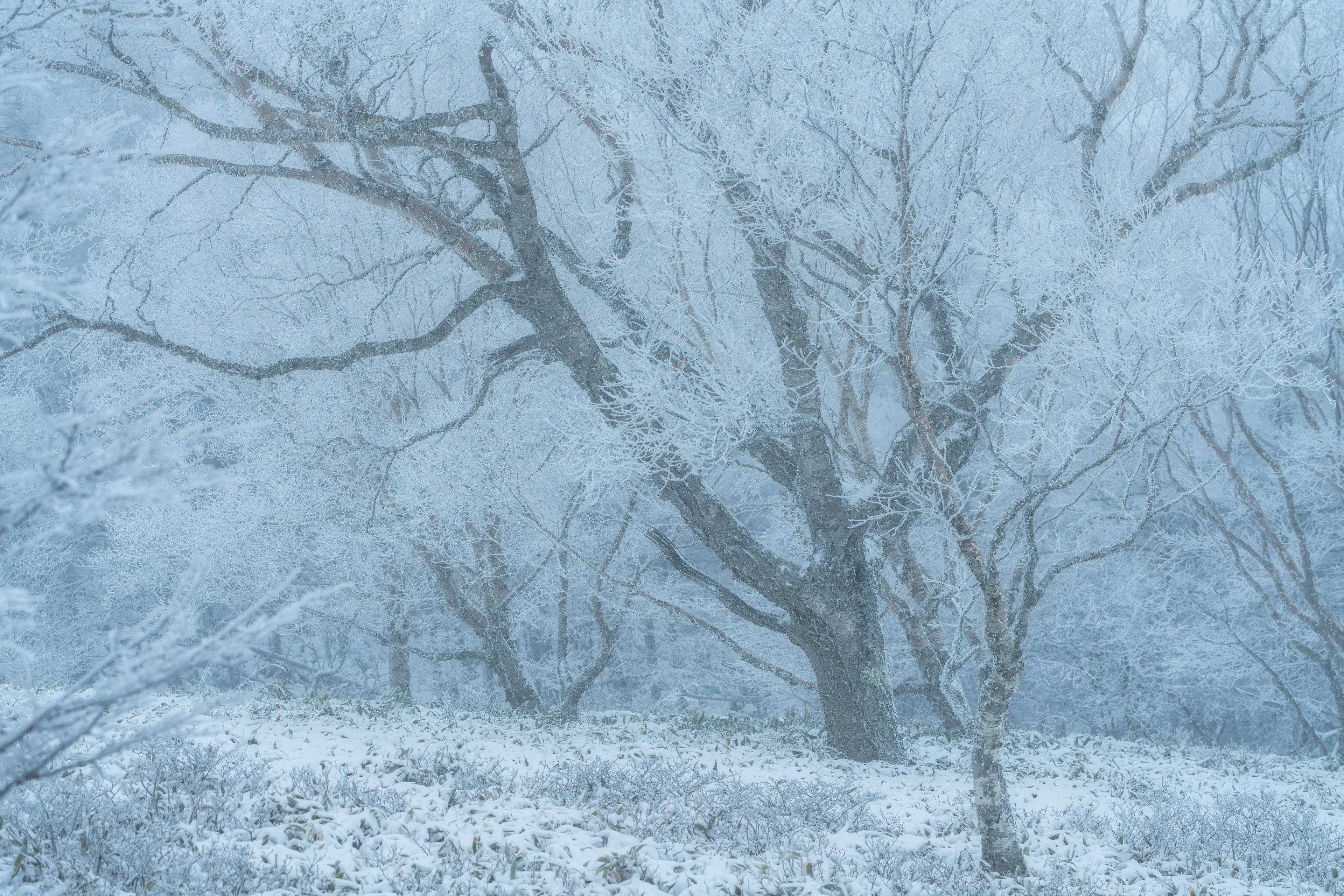 Arbres couverts de neige dans un paysage brumeux bleu