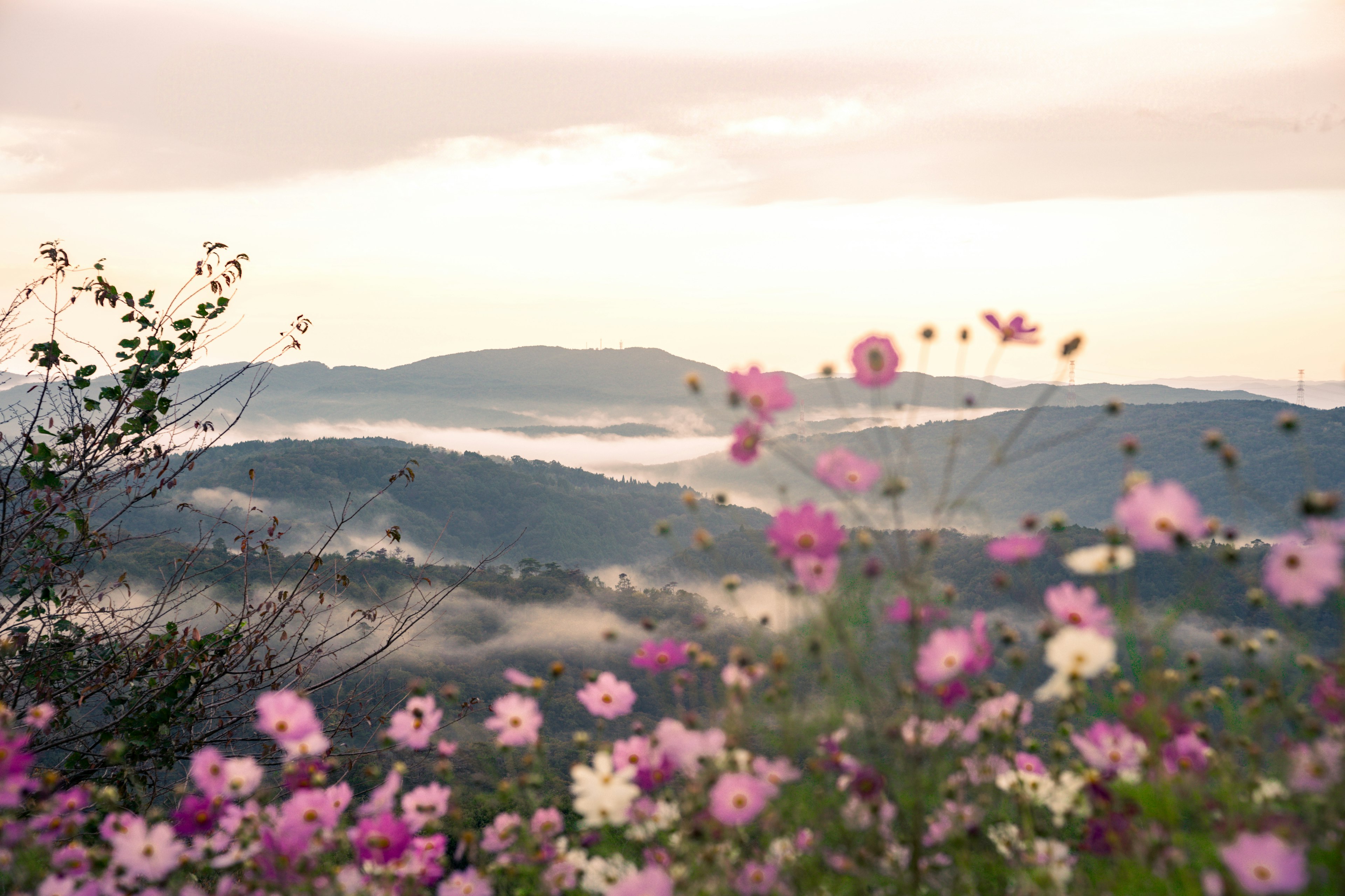 山の風景と色とりどりの花々が広がる美しい風景