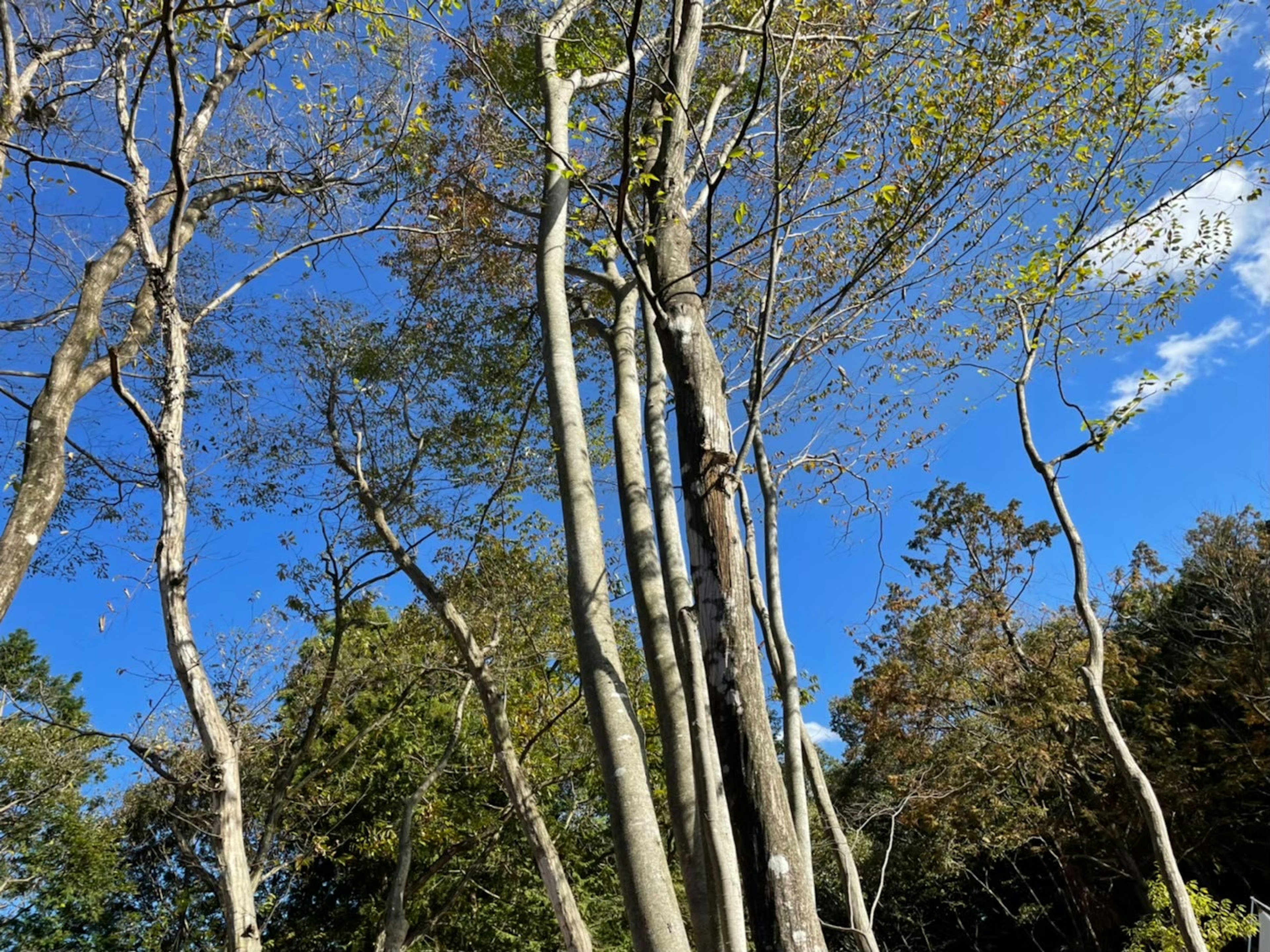 青空の下に立つ細い木々の群れと緑の葉