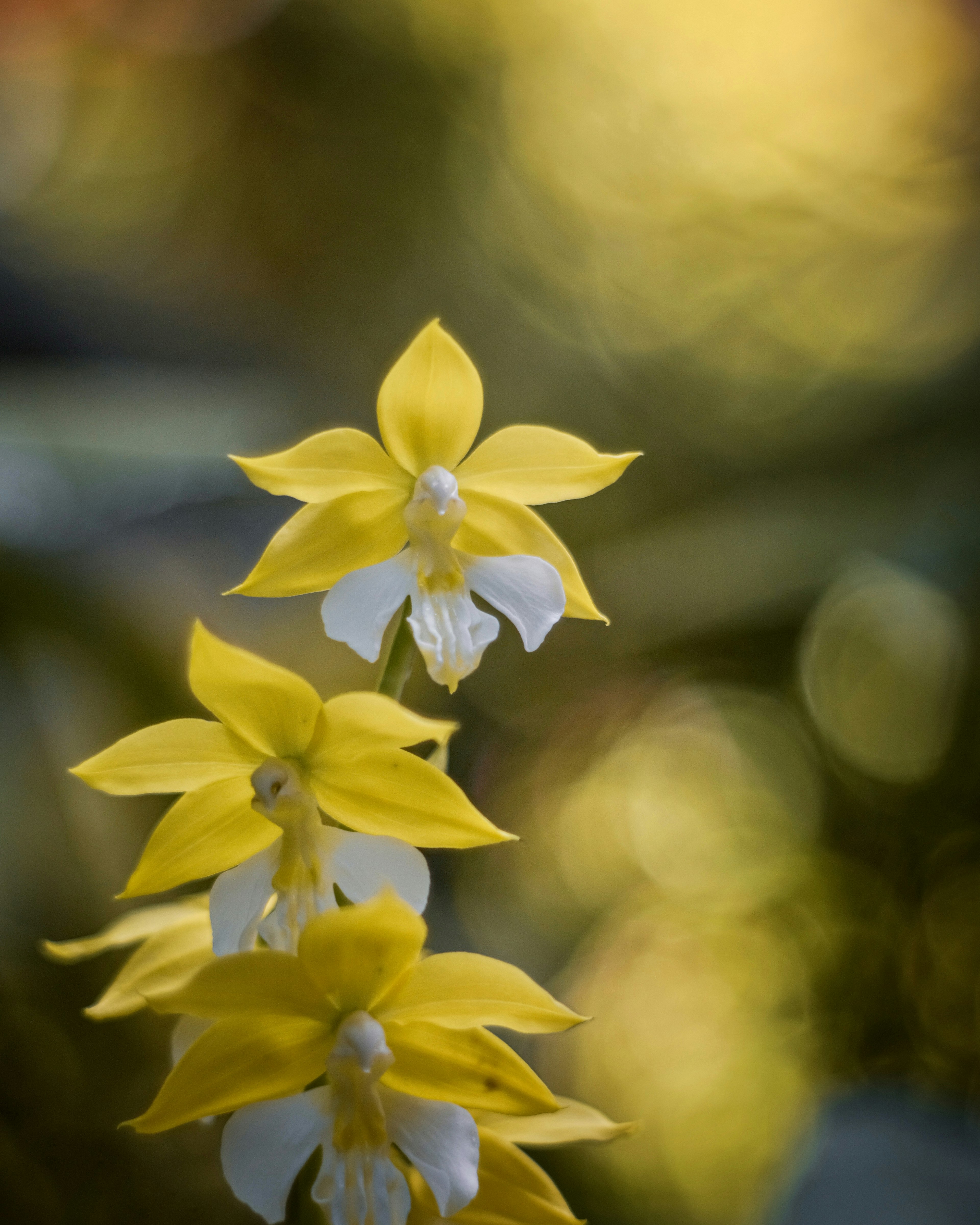 Primer plano de hermosas flores amarillas y blancas dispuestas verticalmente