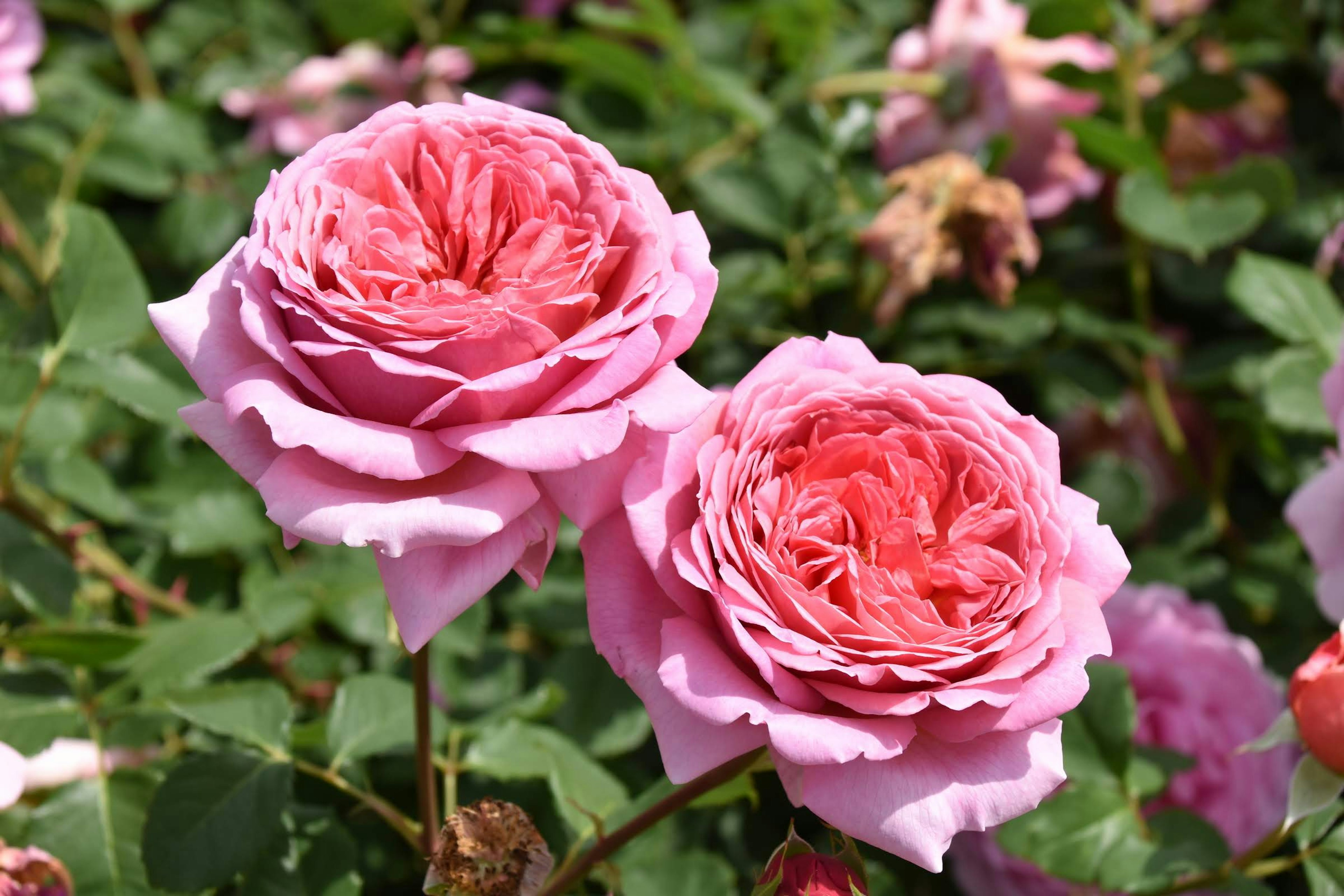 Rosa berwarna pink yang indah mekar di taman