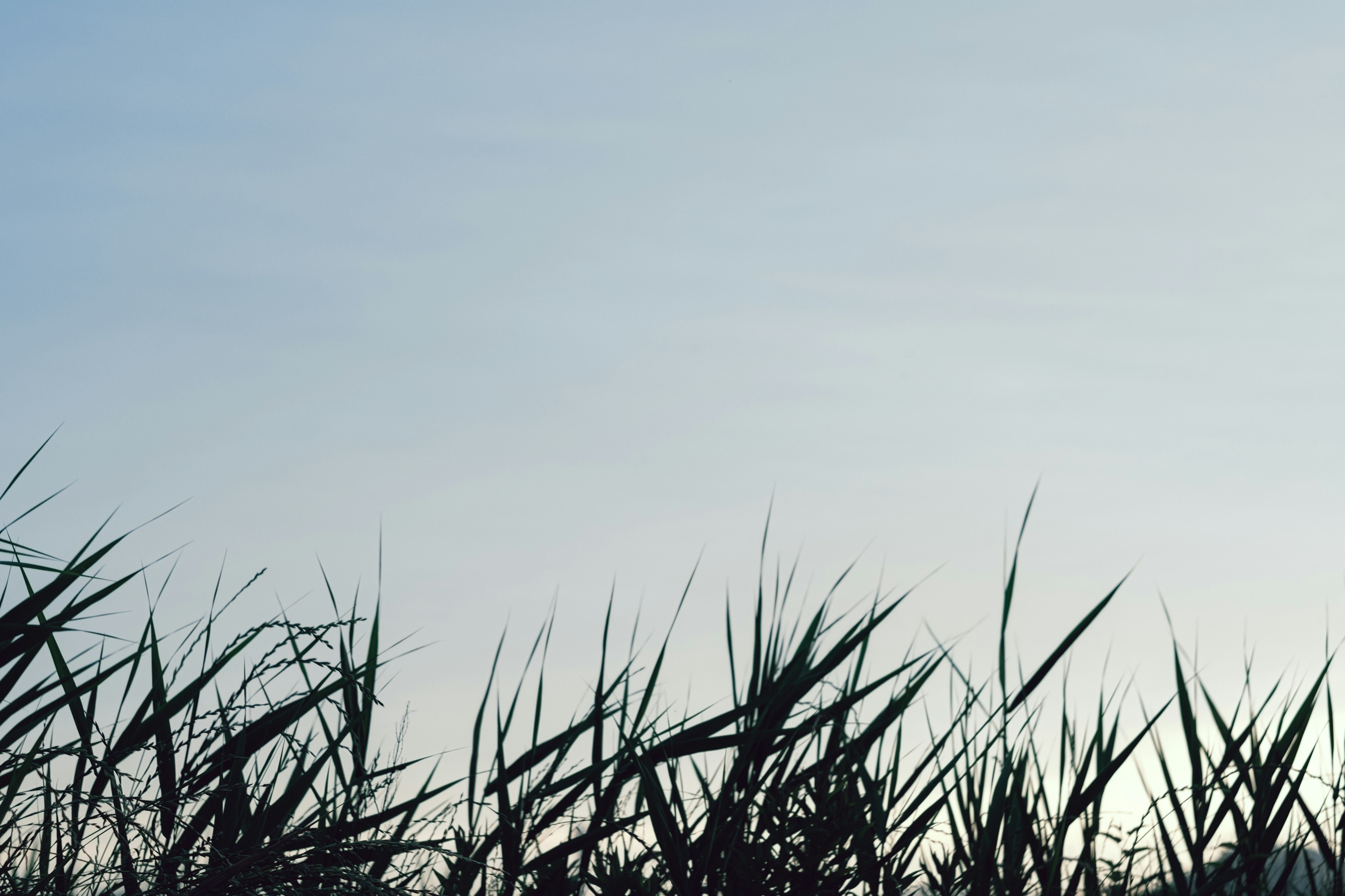 Silhouette of grass against a blue sky