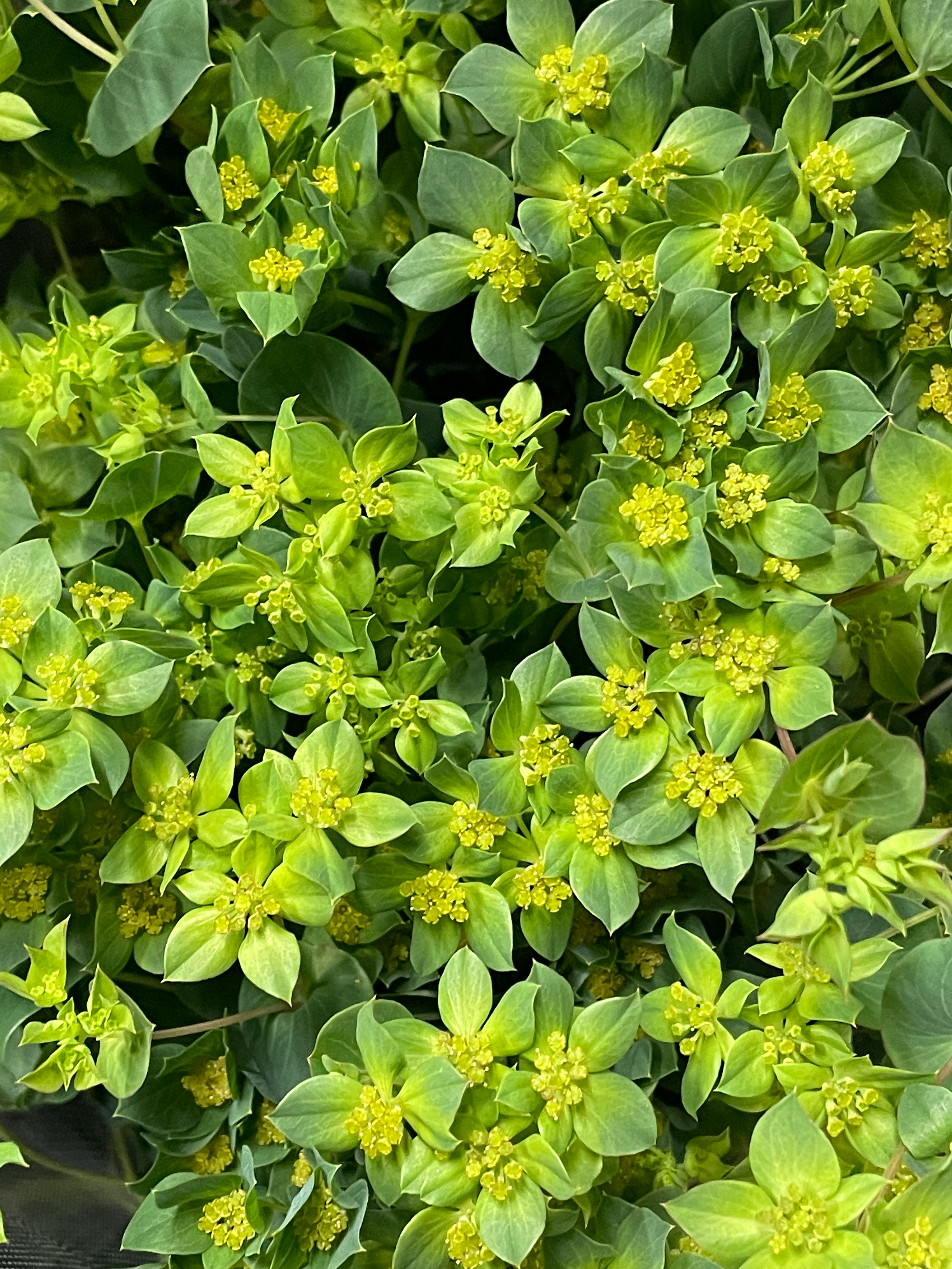 緑色の葉と黄色い花が密集している植物のクローズアップ