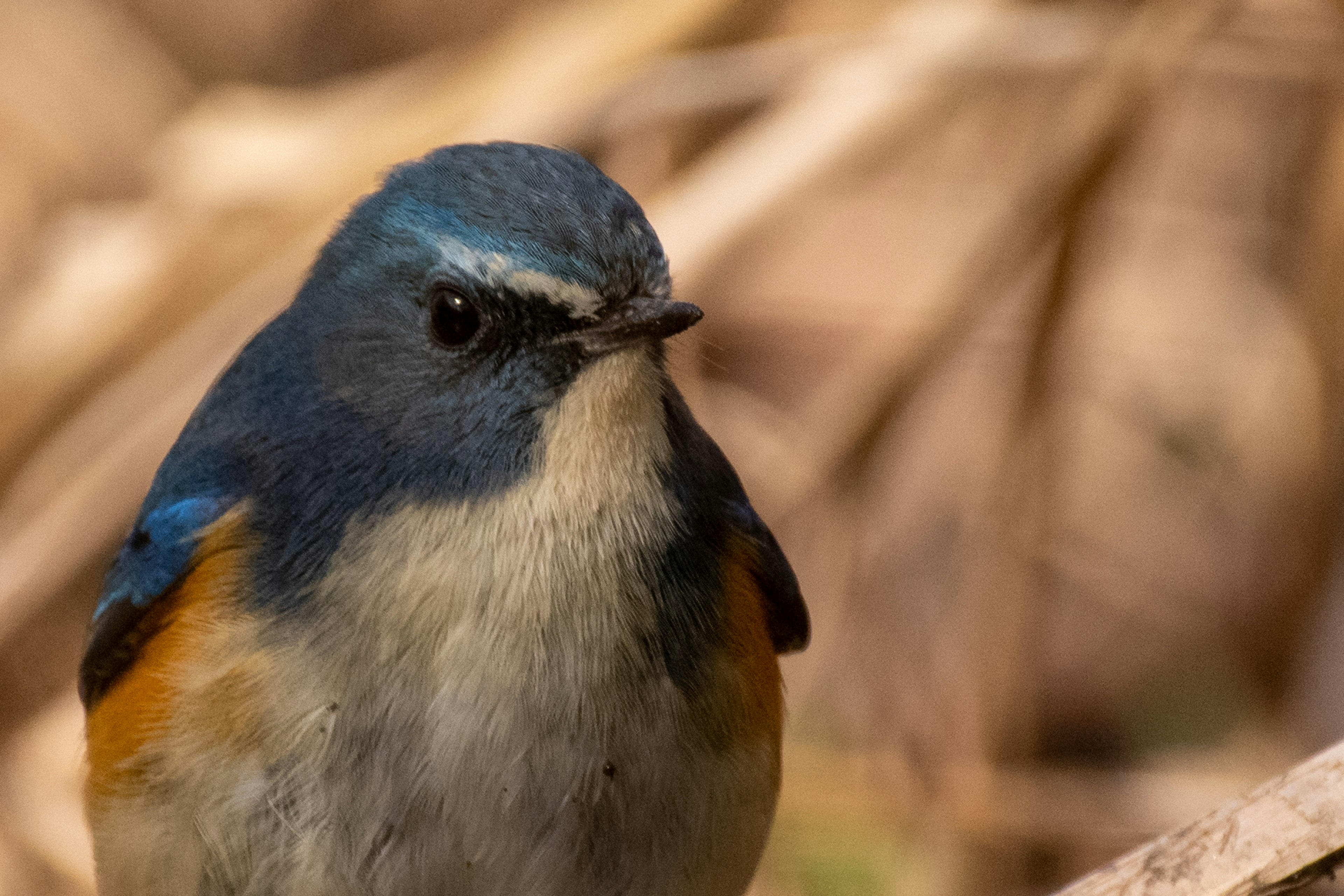 Foto close-up burung kecil dengan kepala biru cerah dan dada oranye