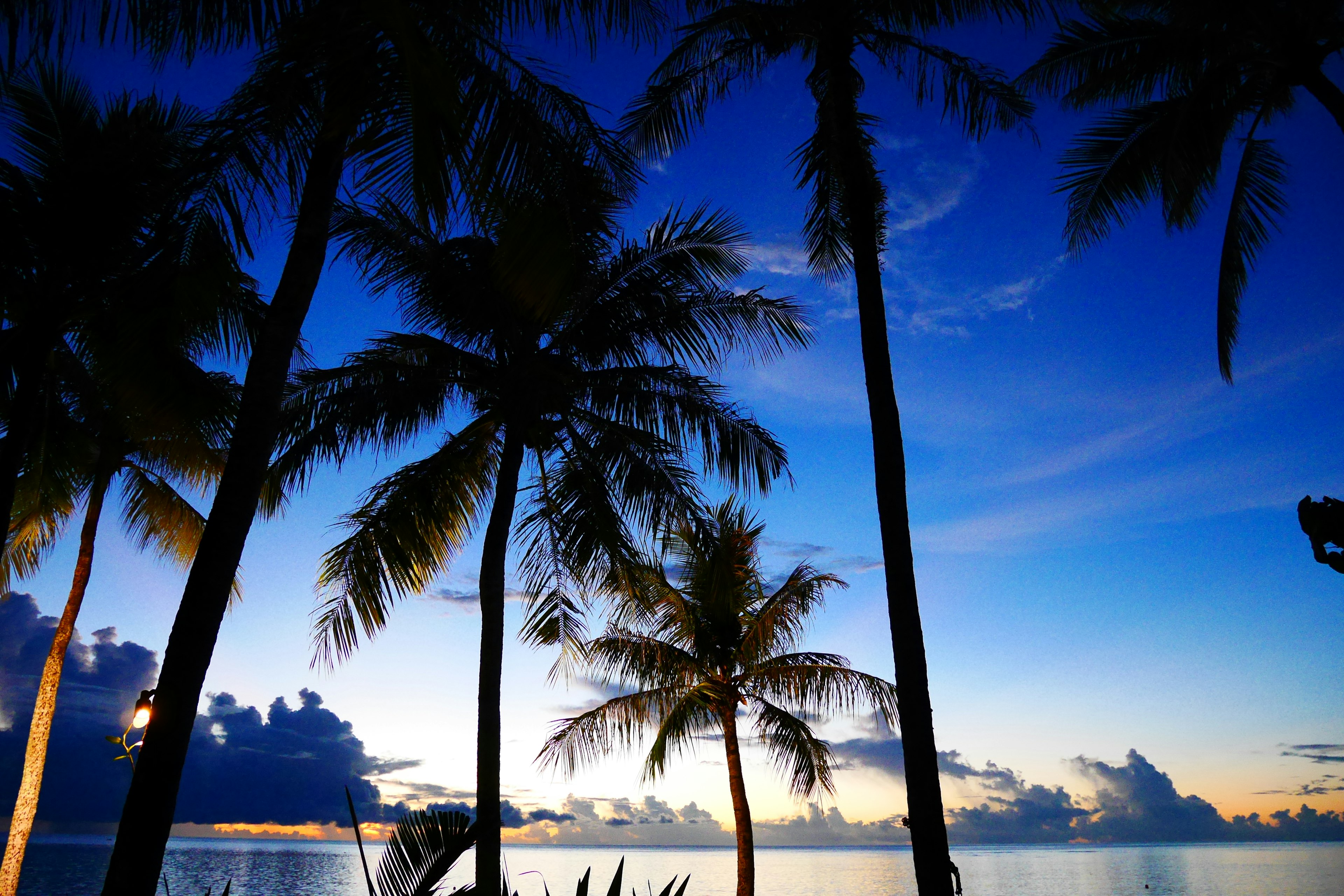 Hermoso paisaje de palmeras junto al mar y cielo azul