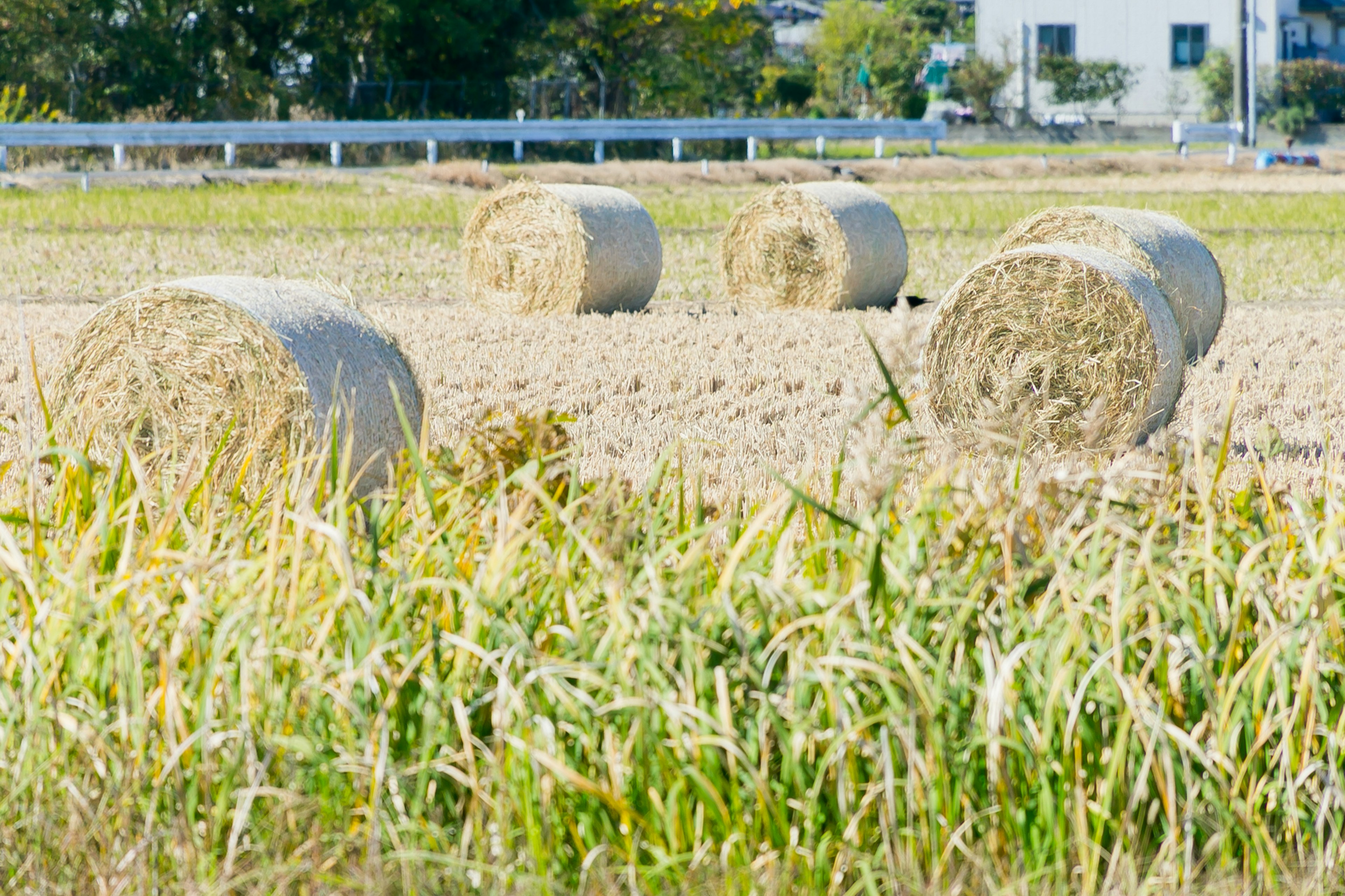 田野中的乾草捲和綠色草地