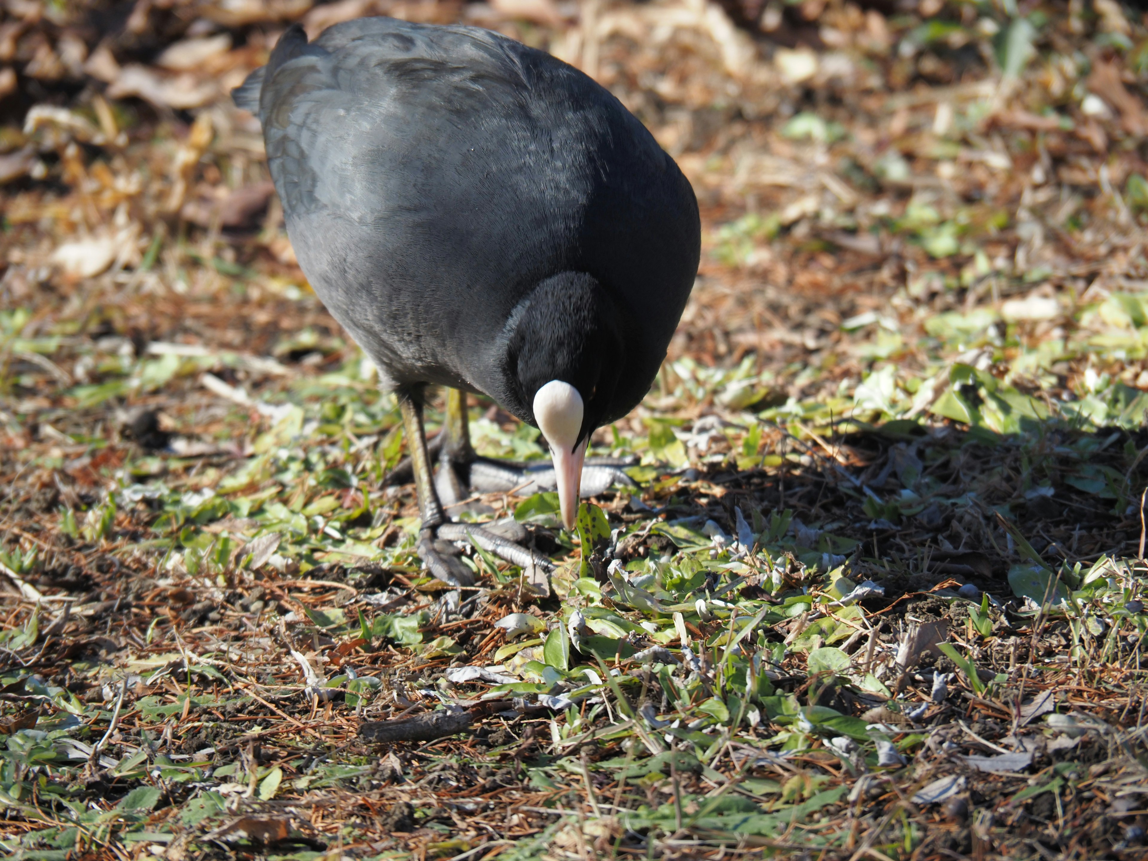 Ein schwarzer Vogel, der das Gras pickt