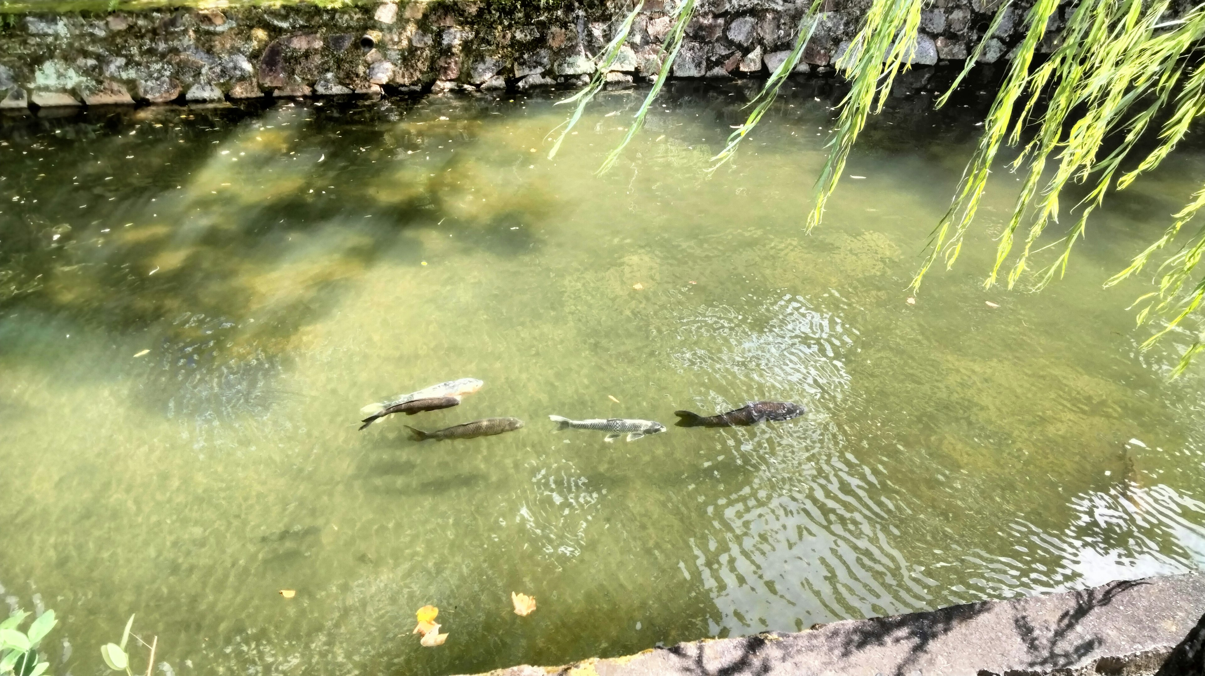 A serene pond scene featuring floating branches and green water plants