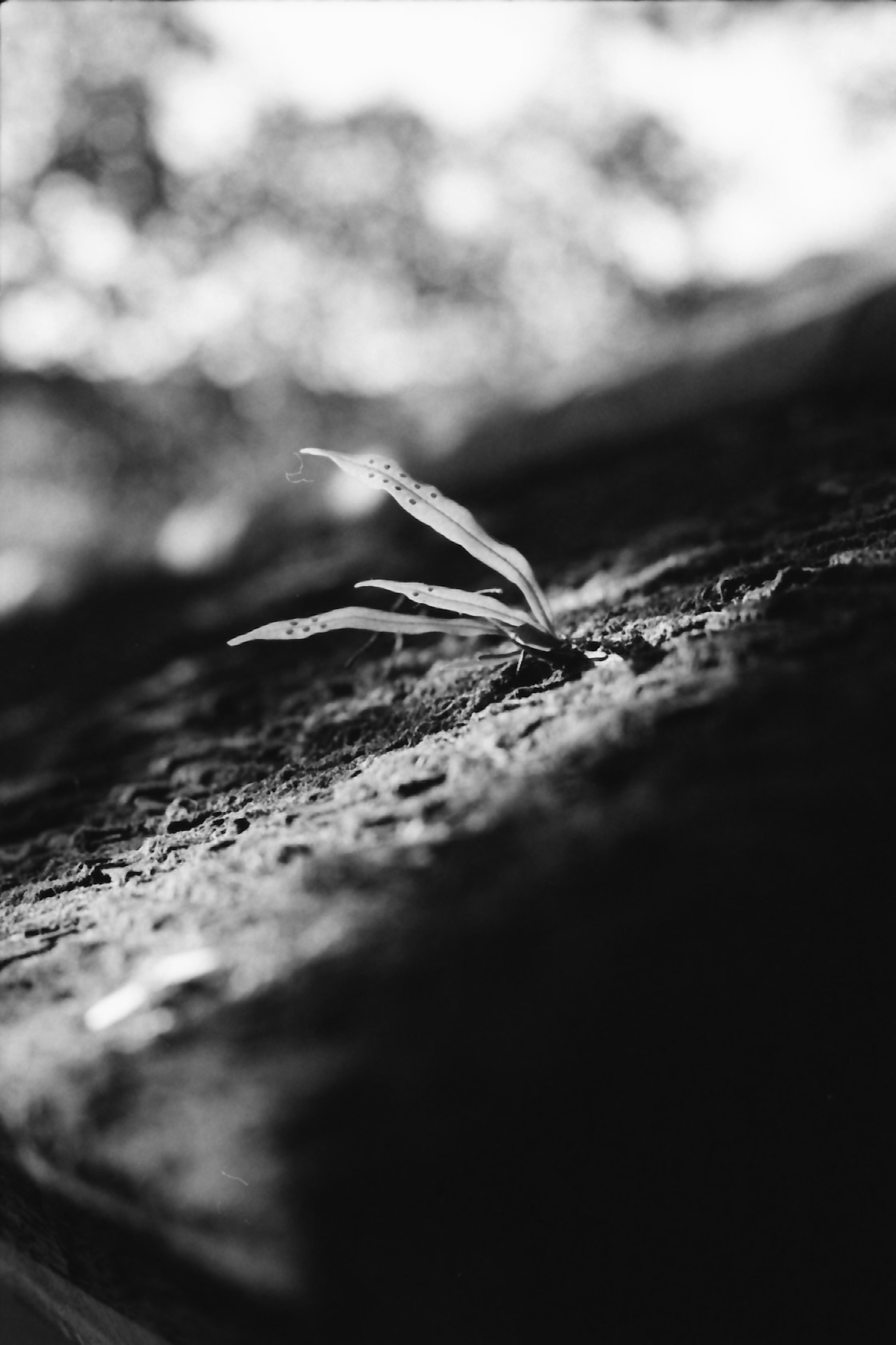 A black and white photo featuring a small grass sprouting on a rock surface