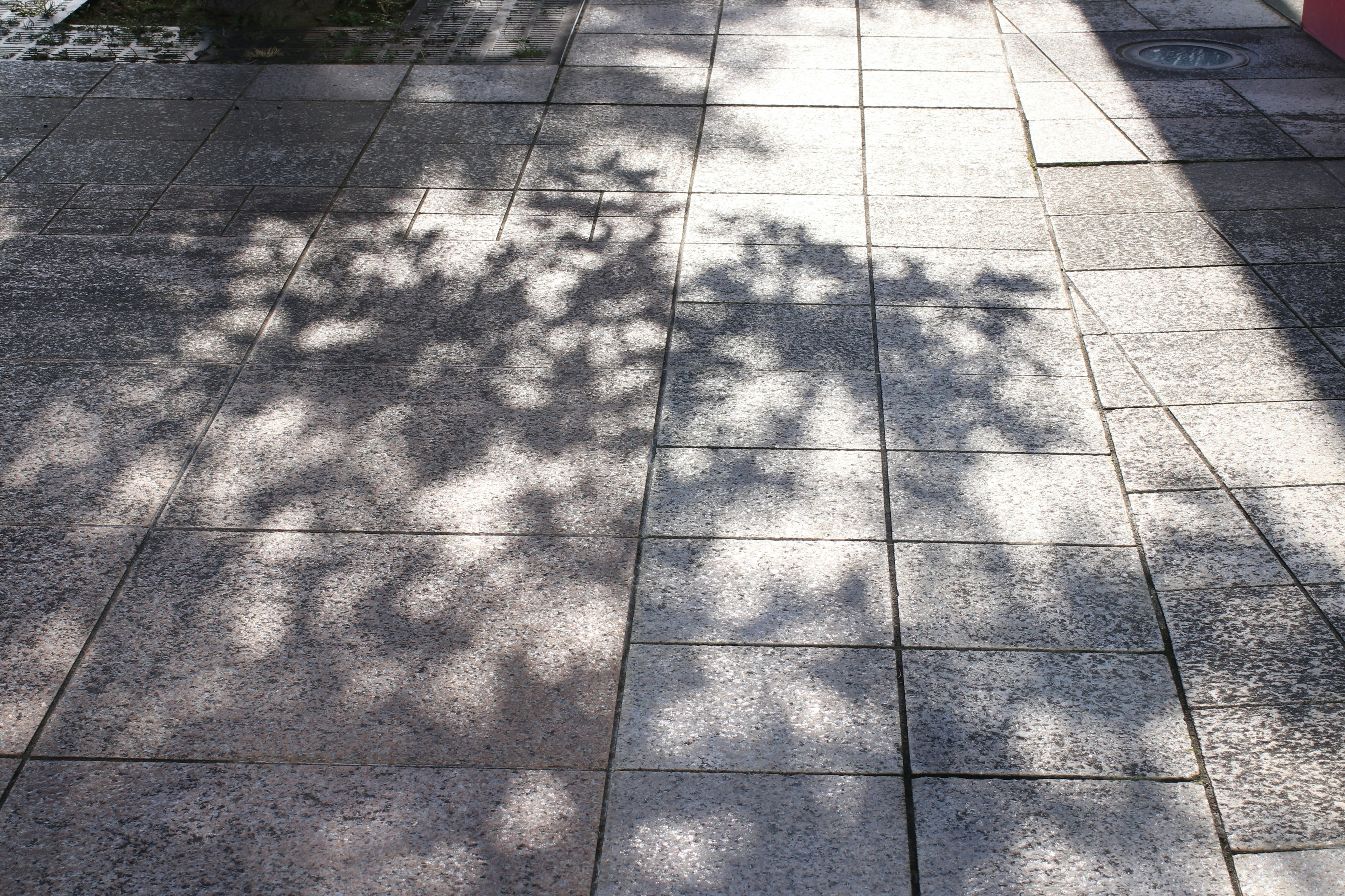 Ombres d'arbres projetées sur un chemin pavé