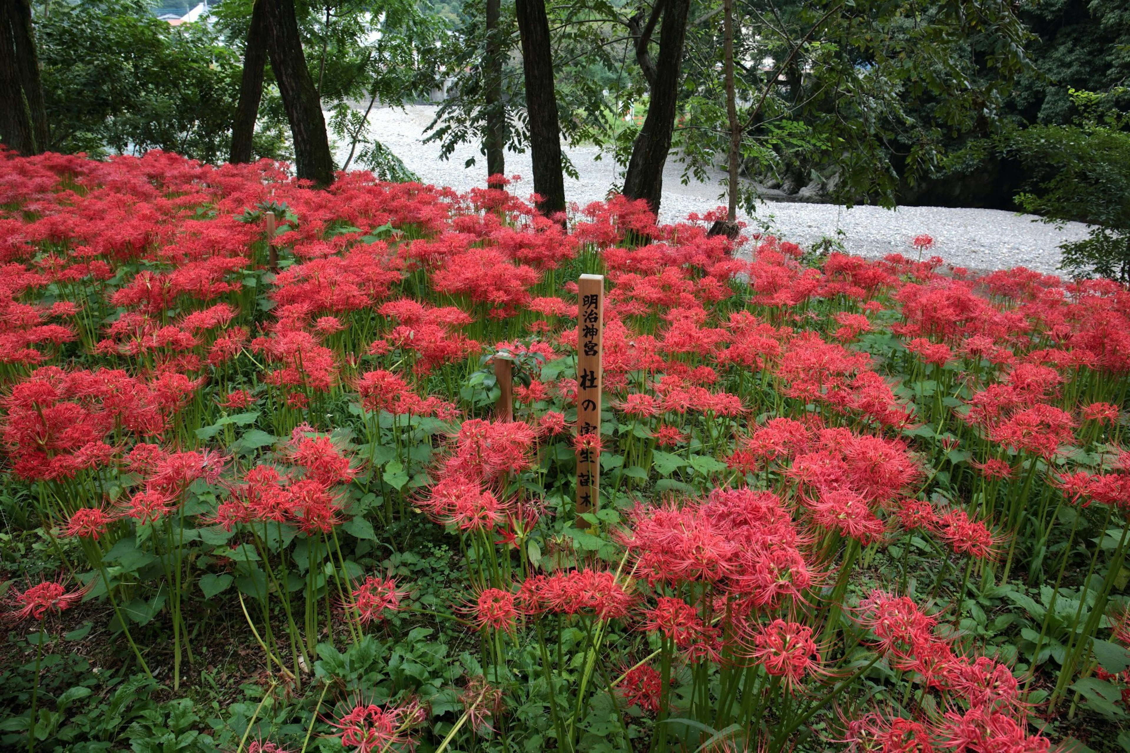 Field of red spider lilies surrounded by green foliage