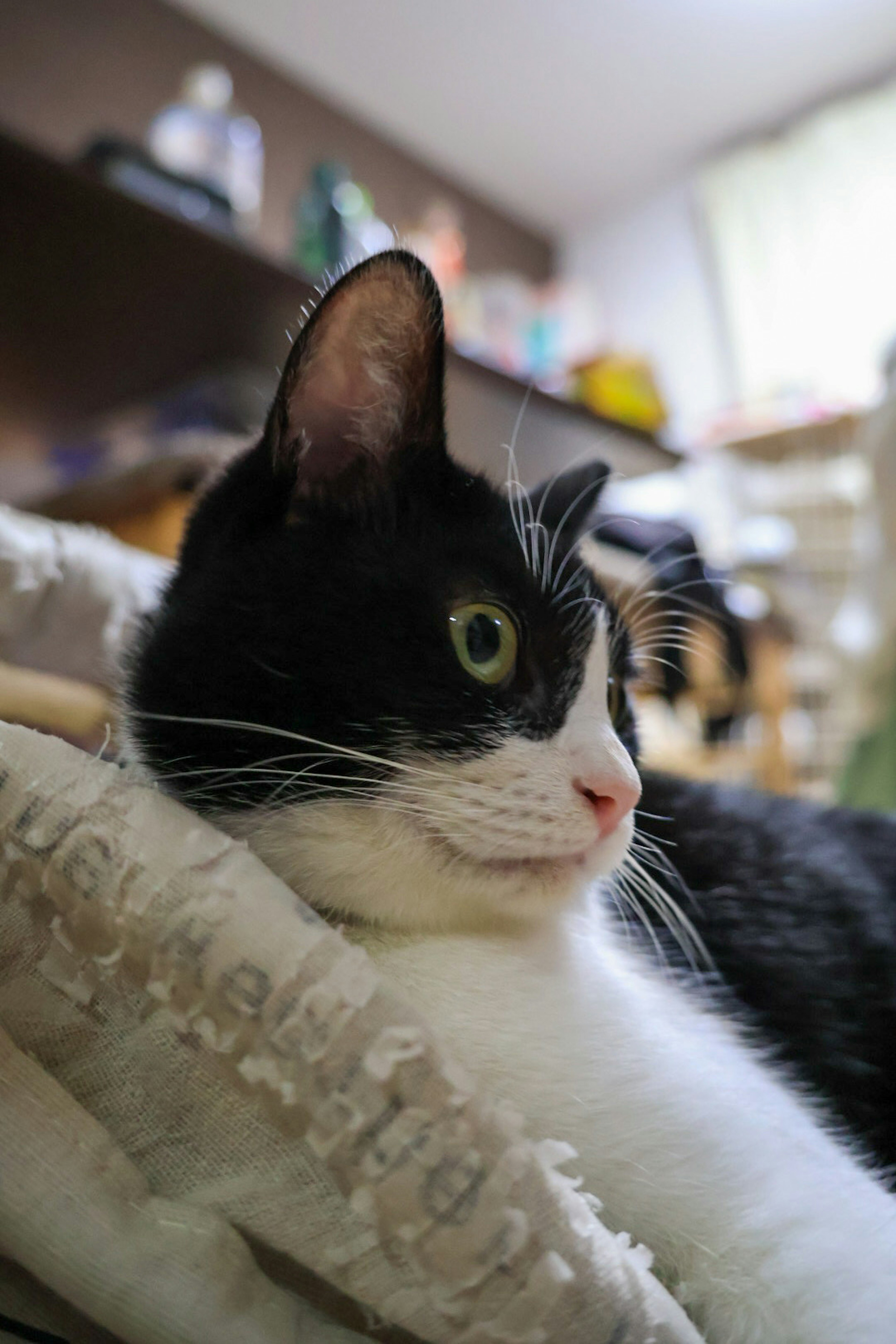 Gato negro y blanco descansando sobre un cojín en una habitación acogedora