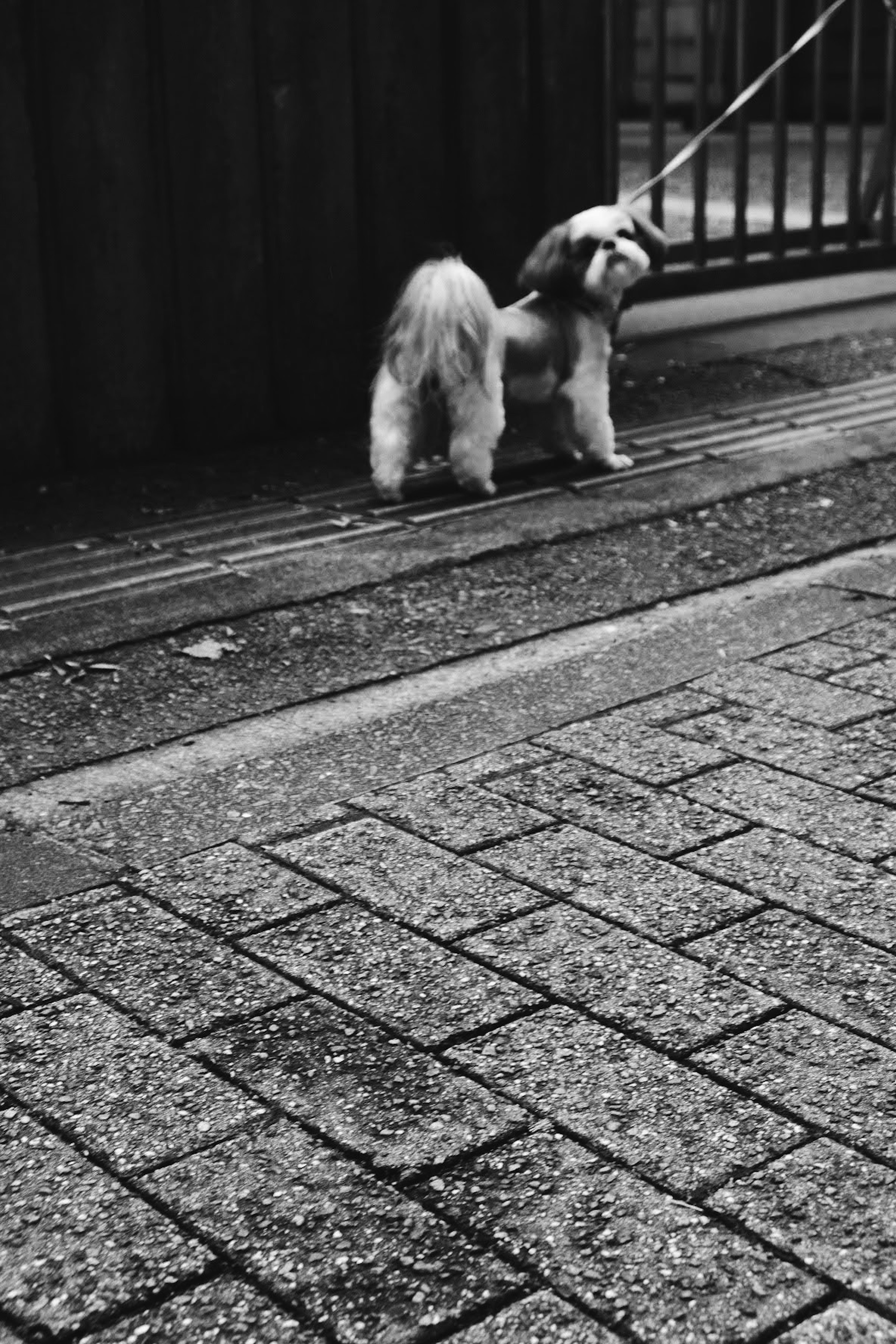 A dog on a leash walking along a cobblestone path in black and white