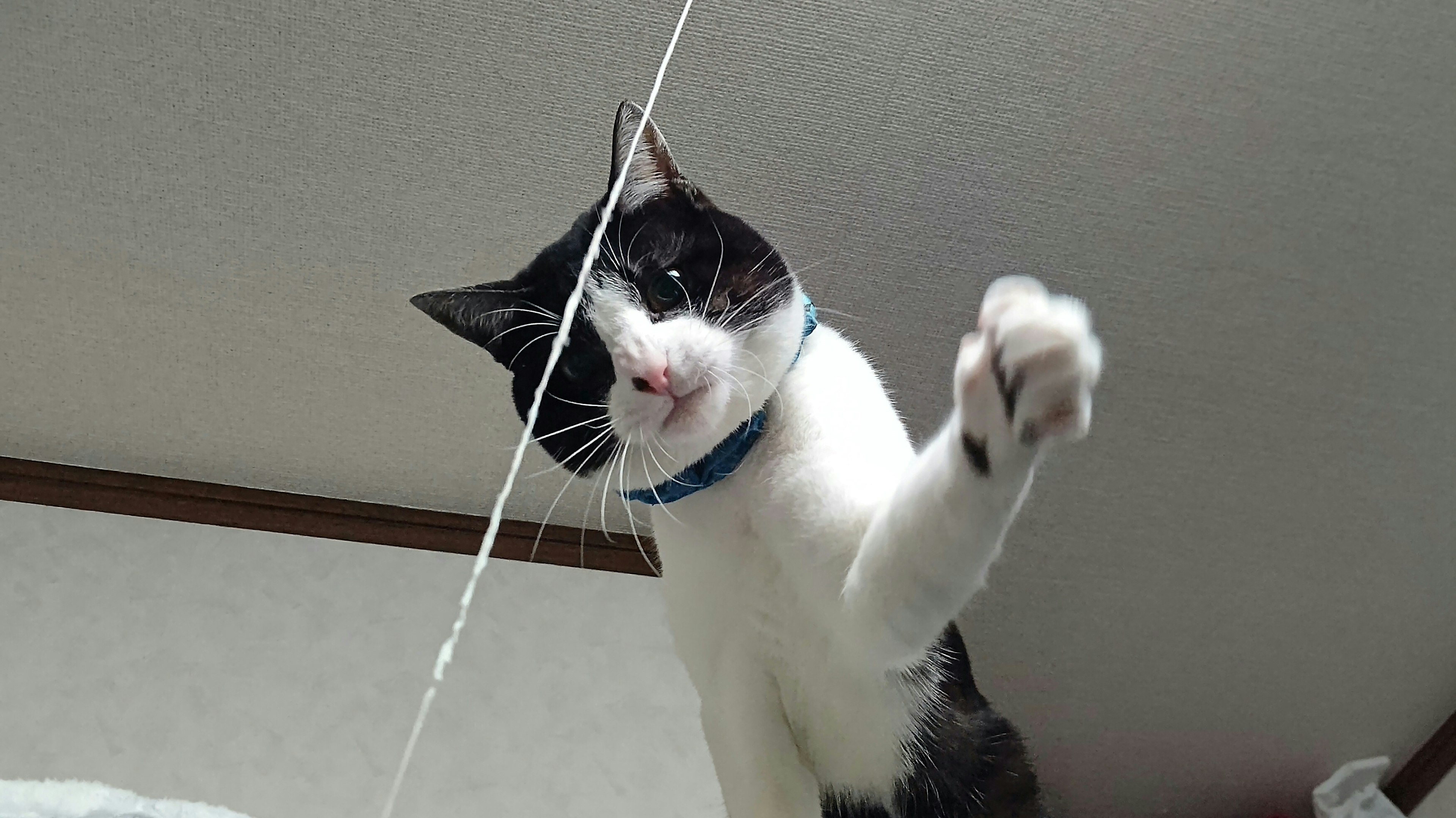 Chat atteignant une corde avec une expression joueuse