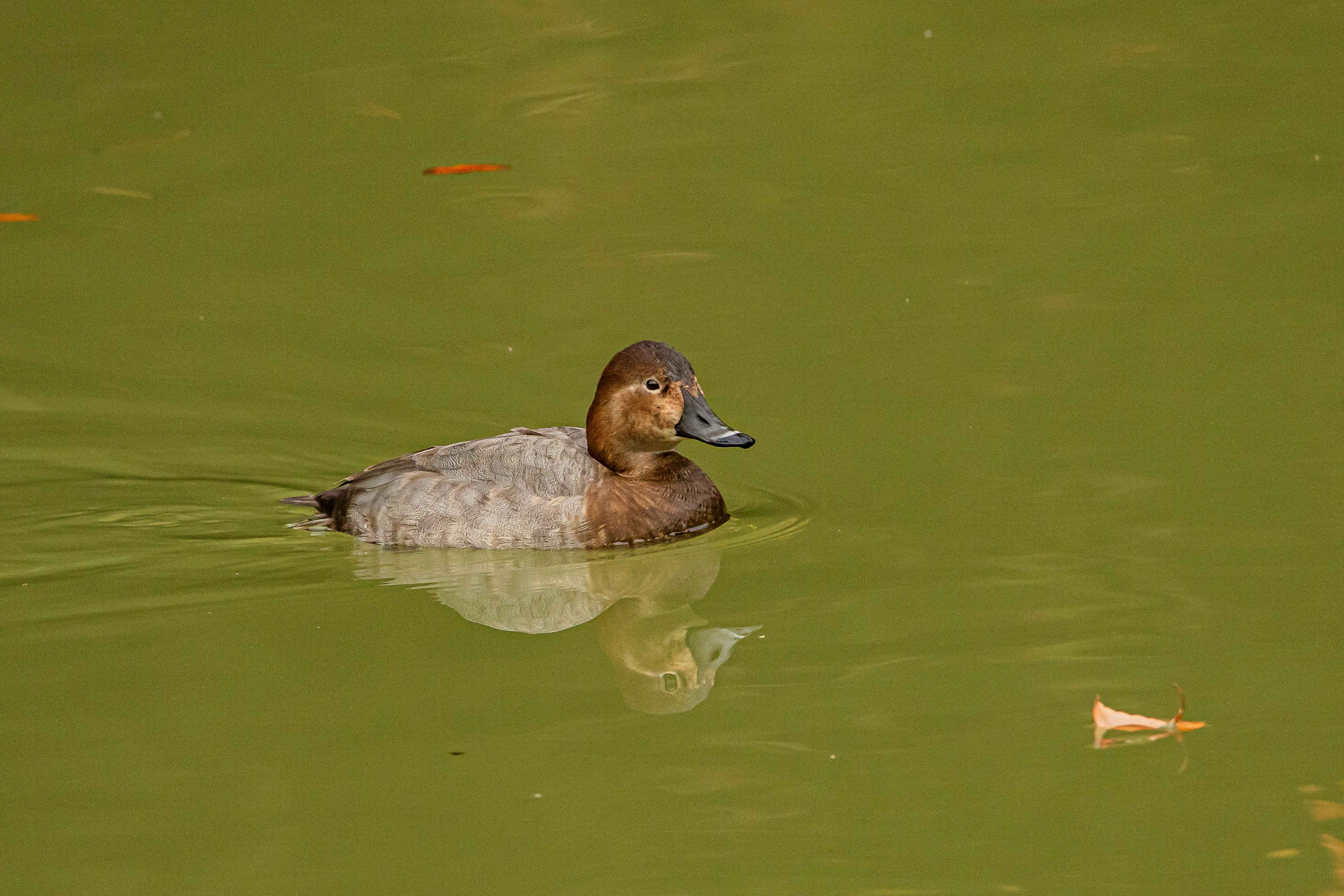 Seekor bebek betina coklat berenang di kolam hijau