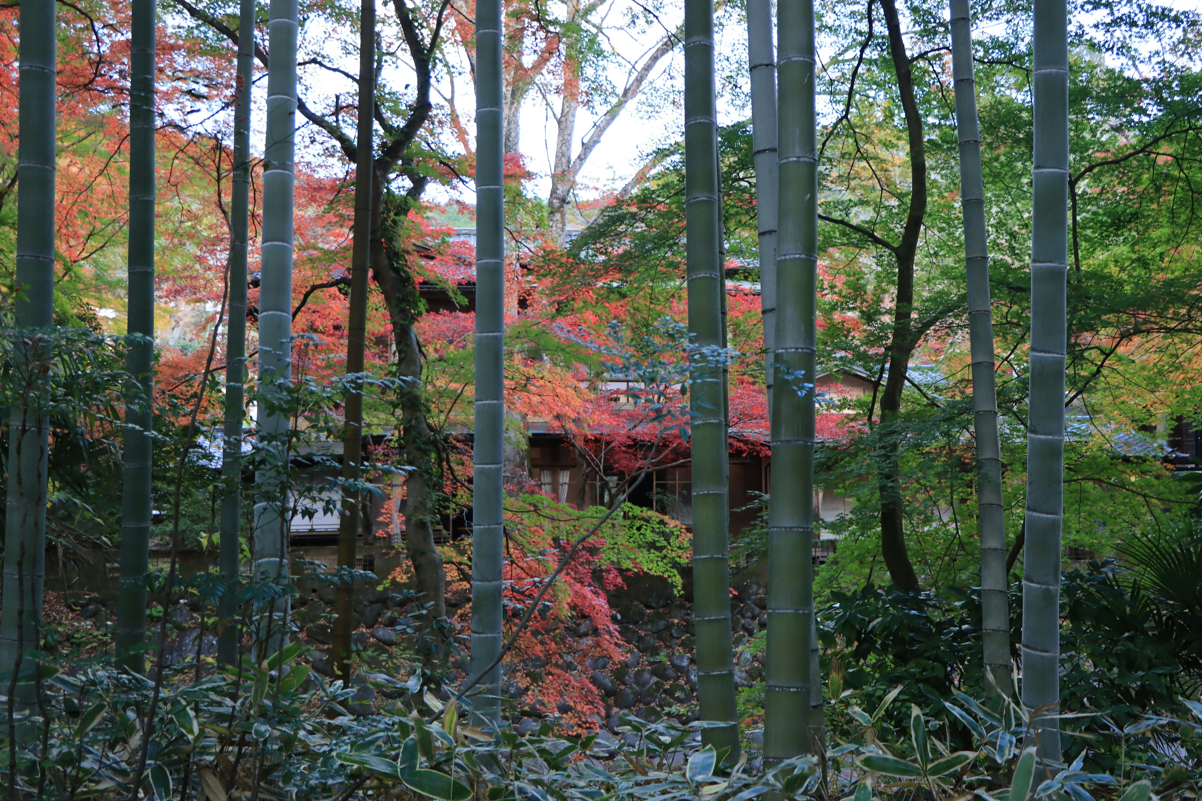 Follaje otoñal colorido con un bosque de bambú