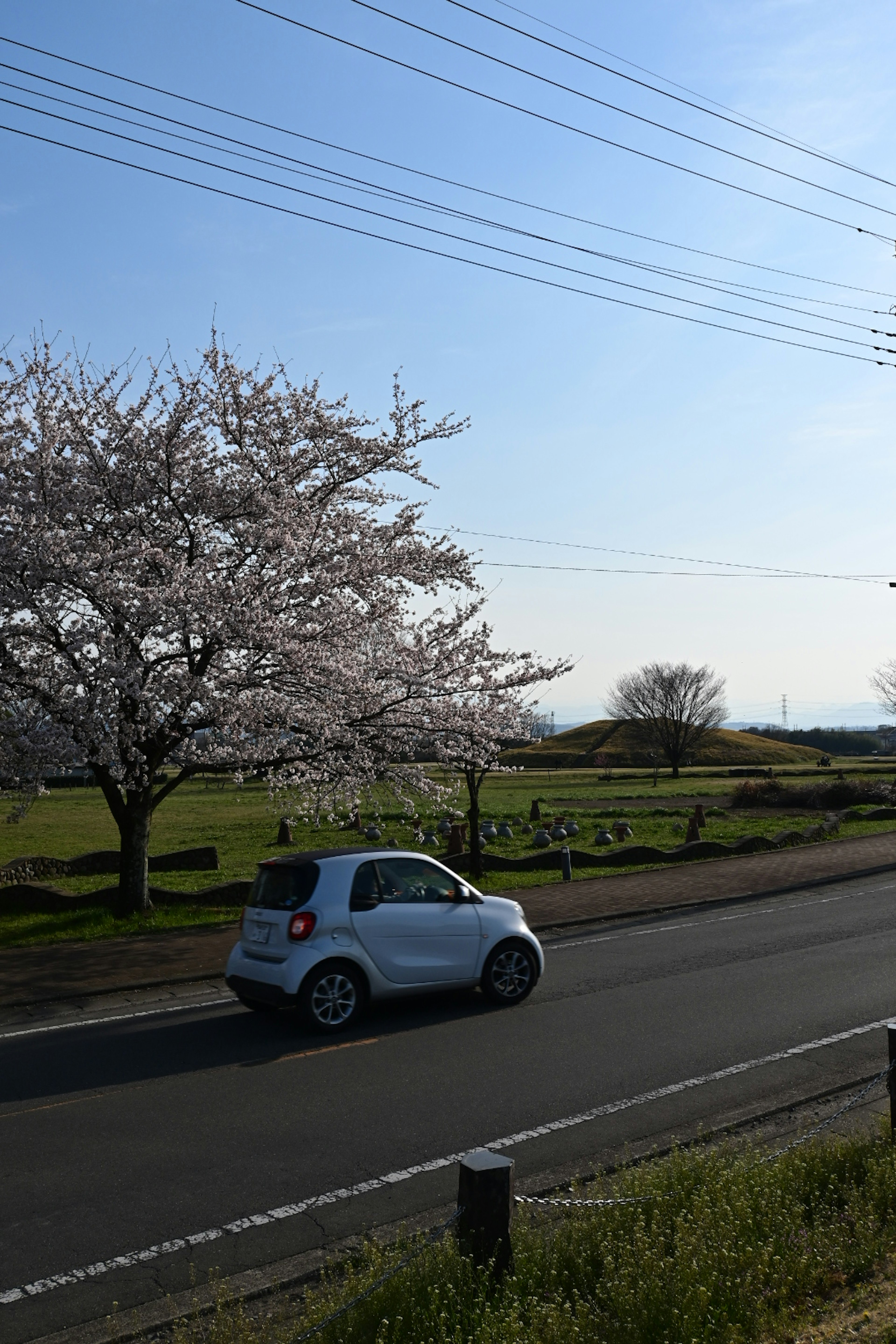 白い車と桜の木がある田舎の風景