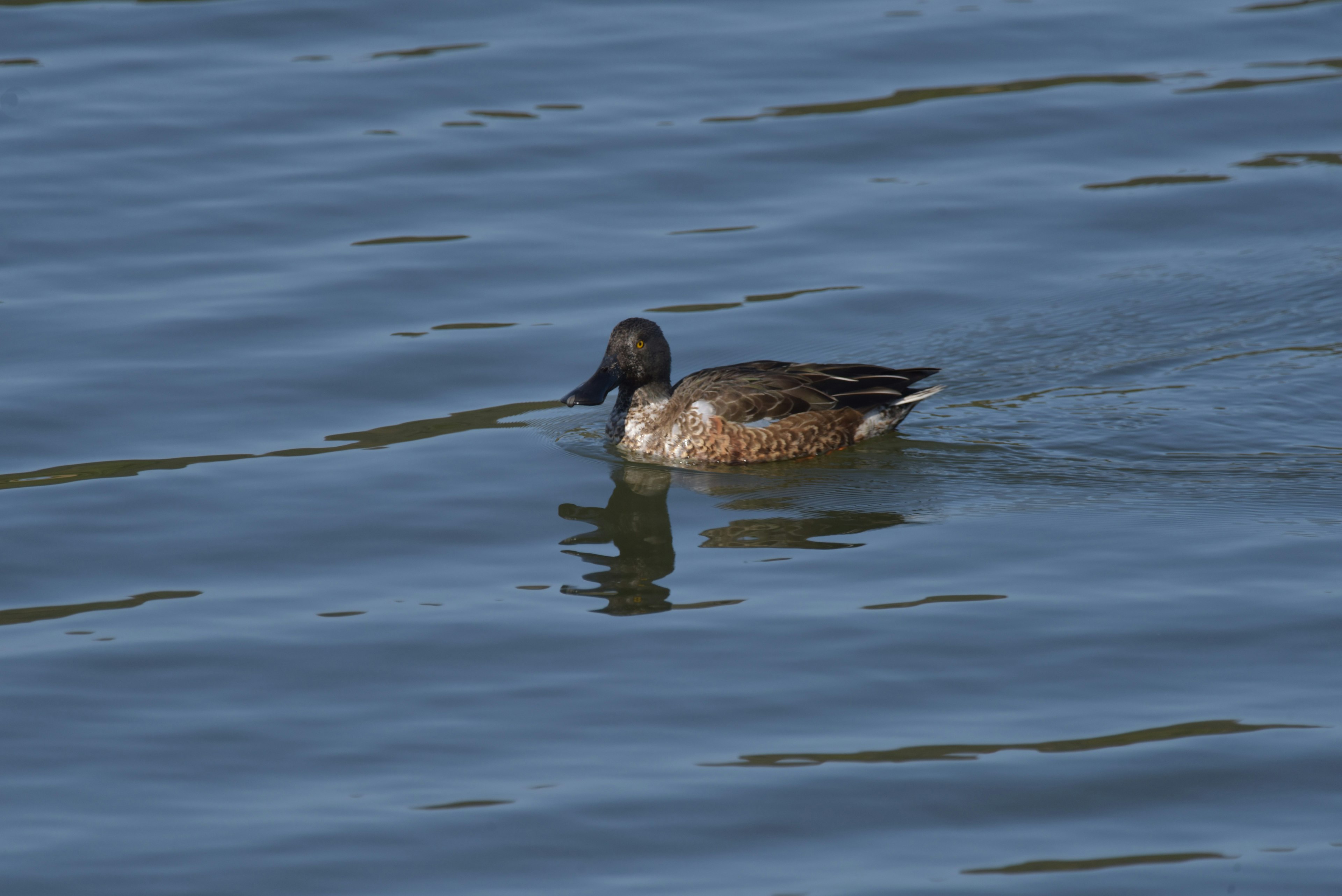 Canard brun nageant à la surface de l'eau