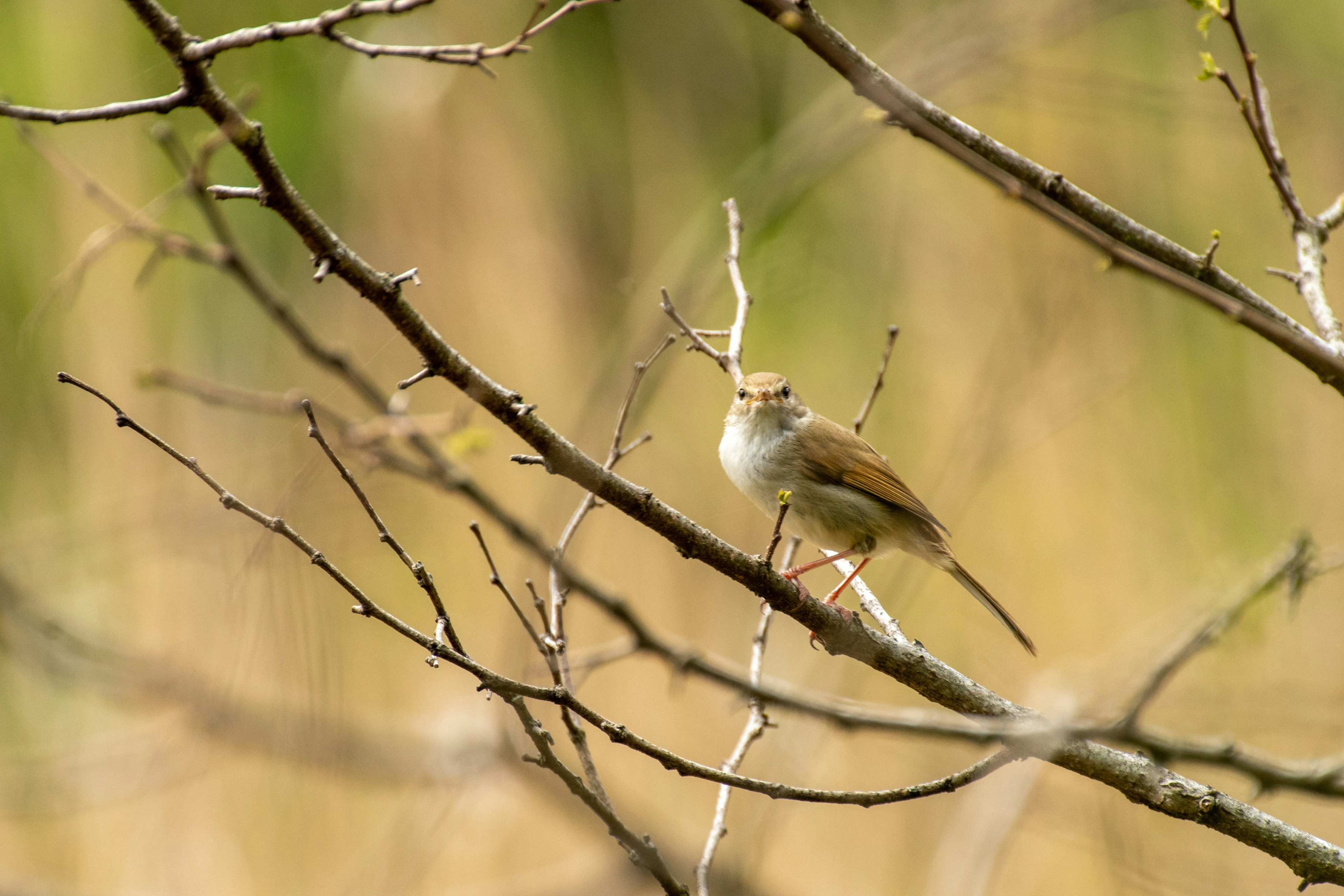 Vogel auf einem Ast mit verschwommenem Hintergrund