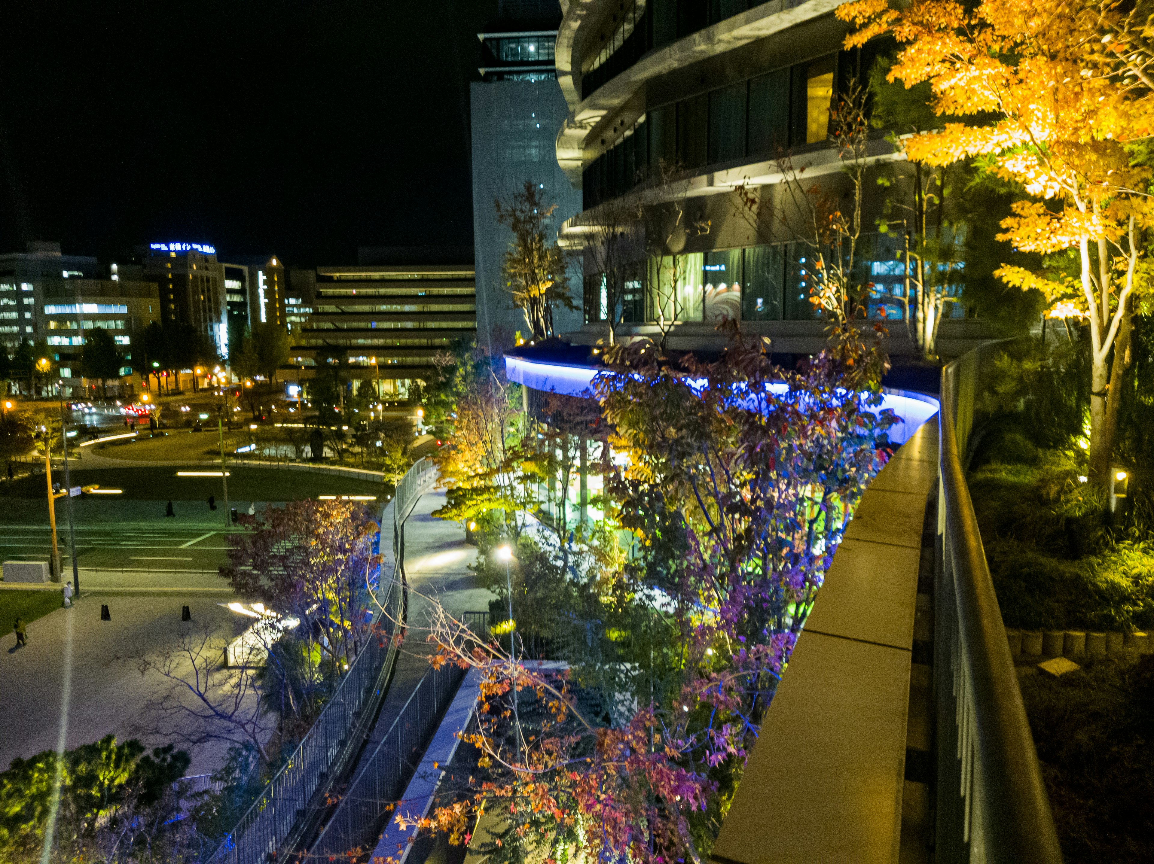 Night view of a park with beautifully lit trees