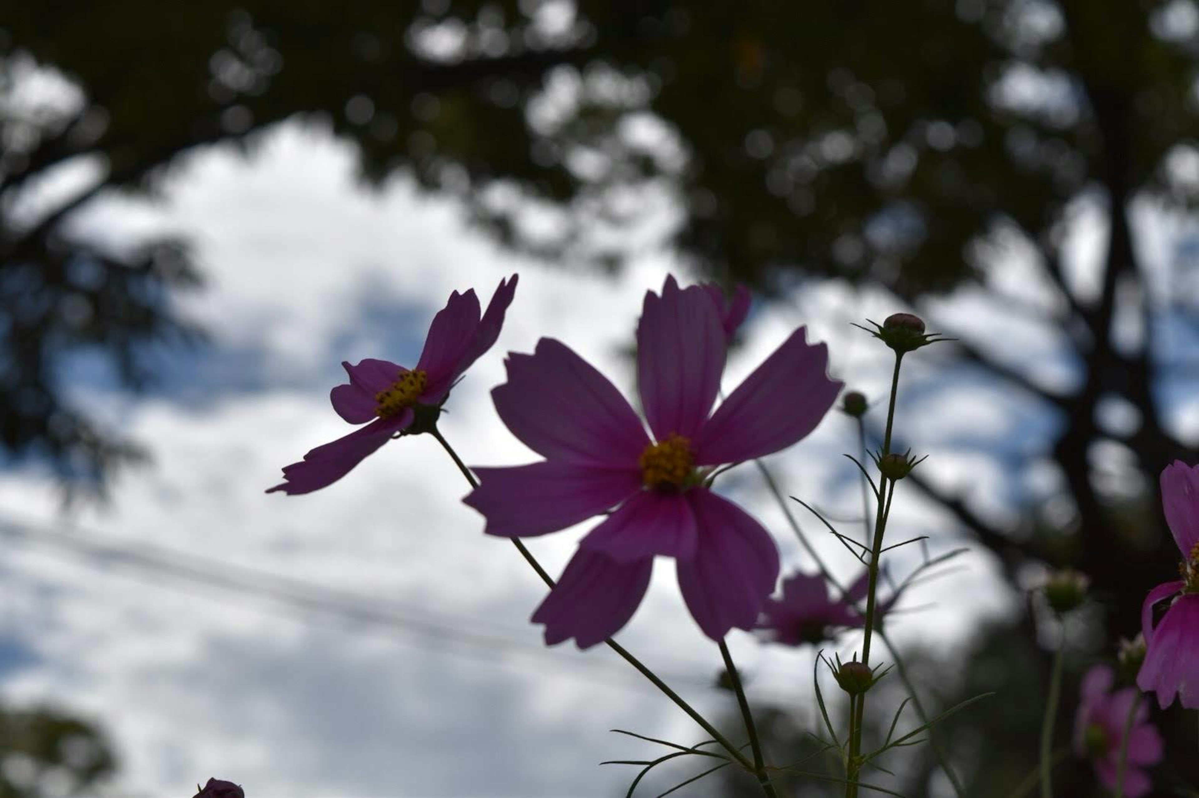 紫色の花が青空を背景に美しく咲いている