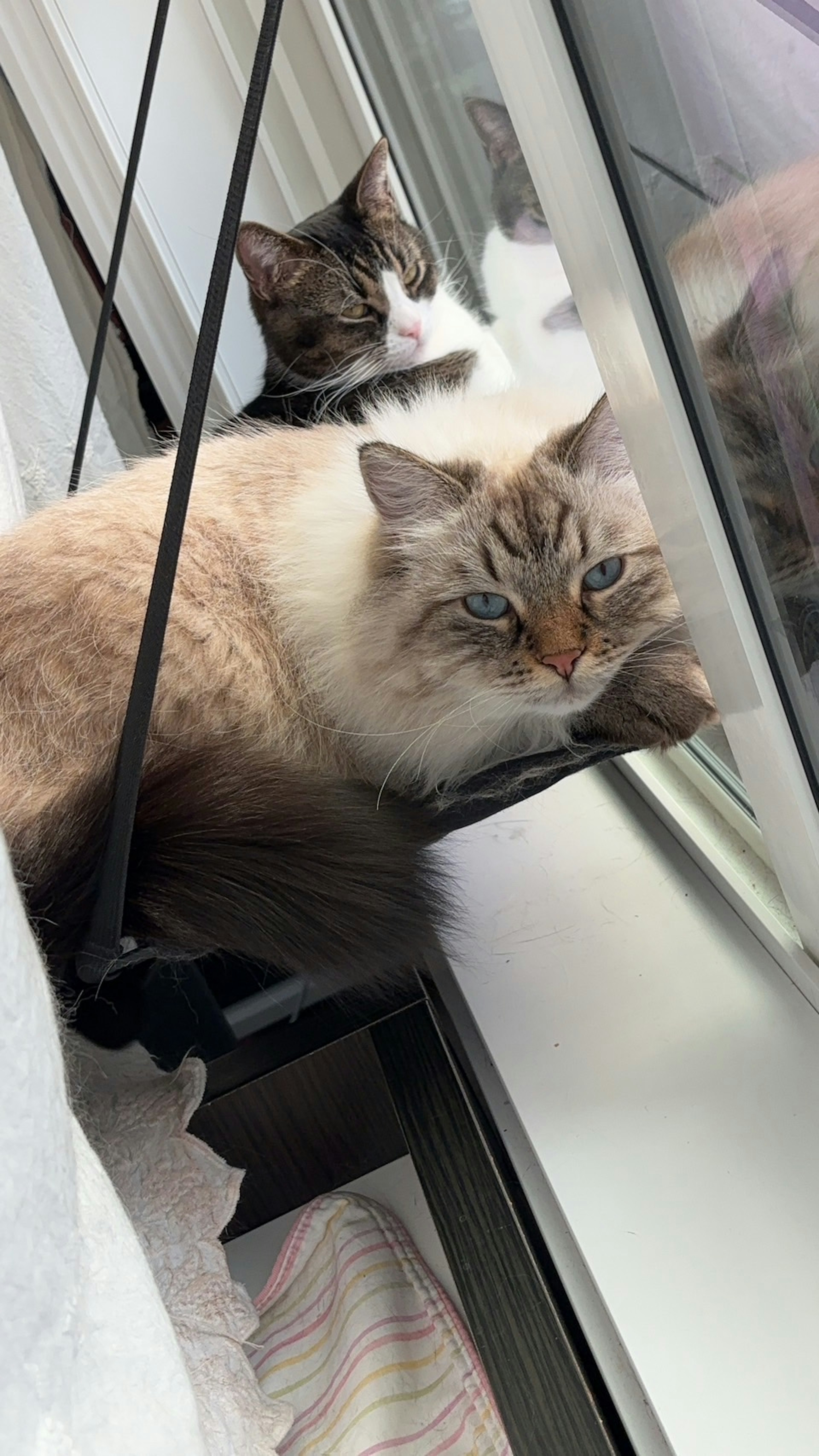 Two cats lounging by a window one with fluffy cream fur the other with gray and white markings