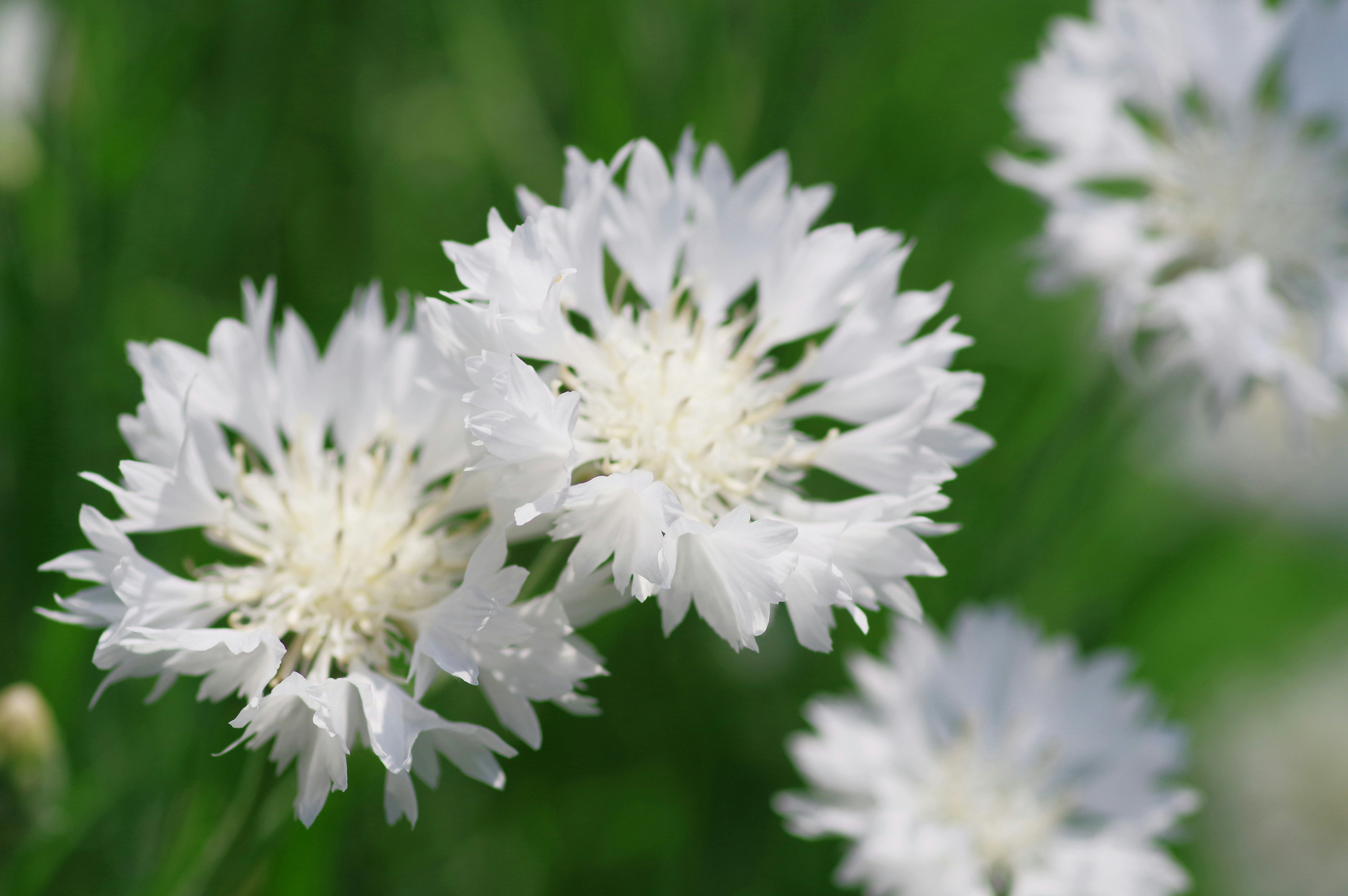 Acercamiento de flores blancas contra un fondo verde