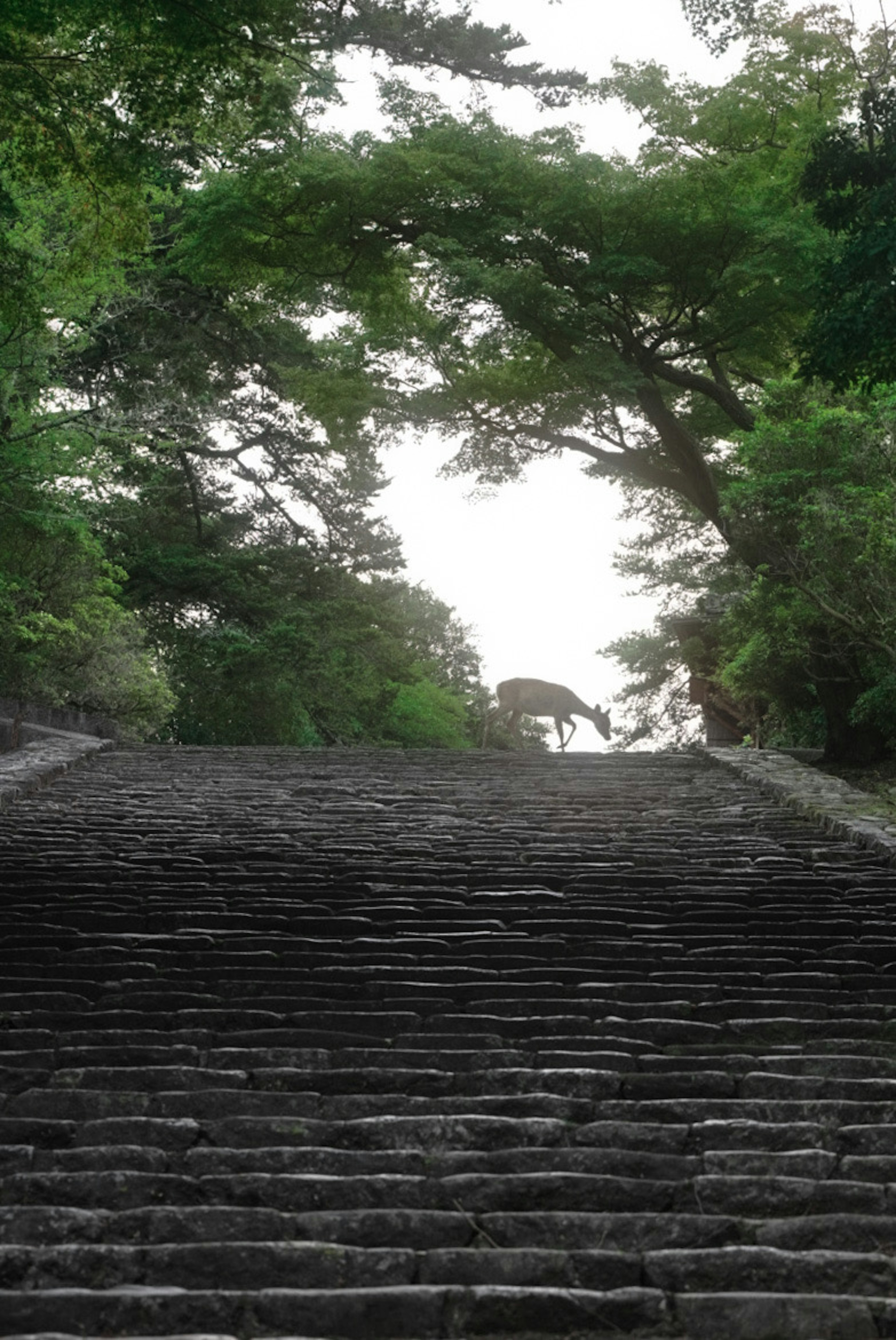 石の階段が緑の木々に囲まれている風景