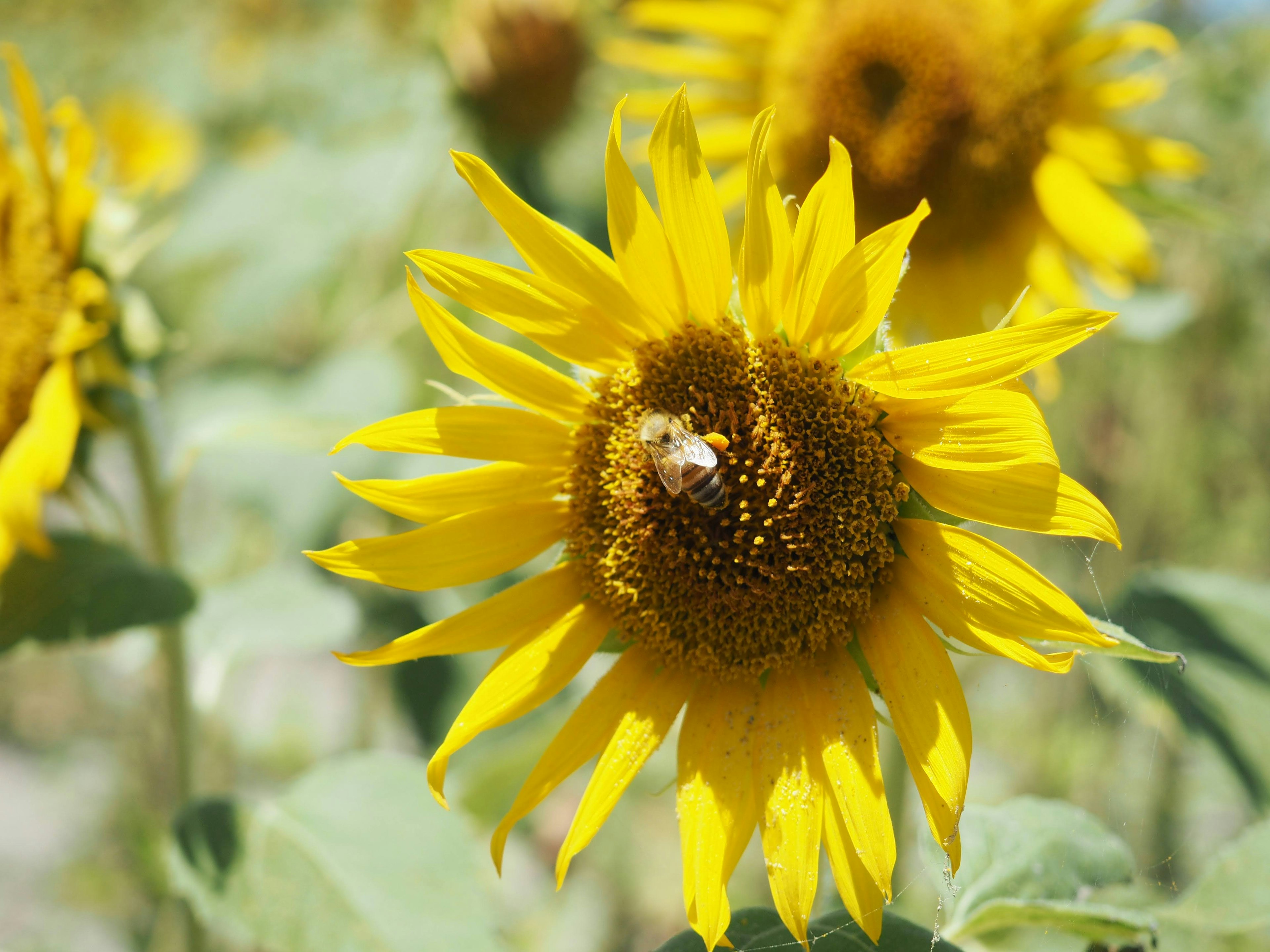 Nahaufnahme einer lebhaften Sonnenblume mit einer Biene