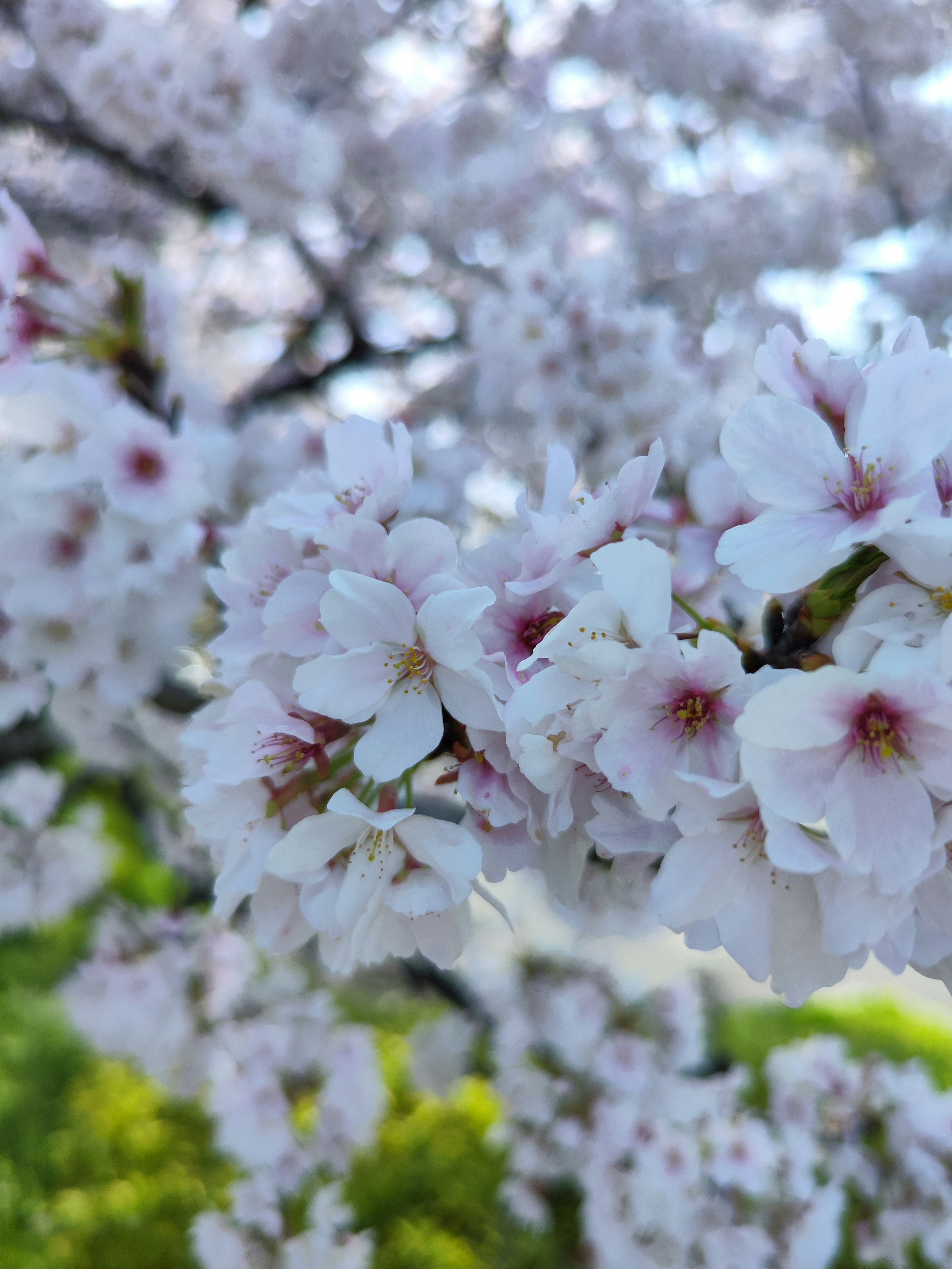 Close-up bunga sakura yang mekar dengan kelopak merah muda muda